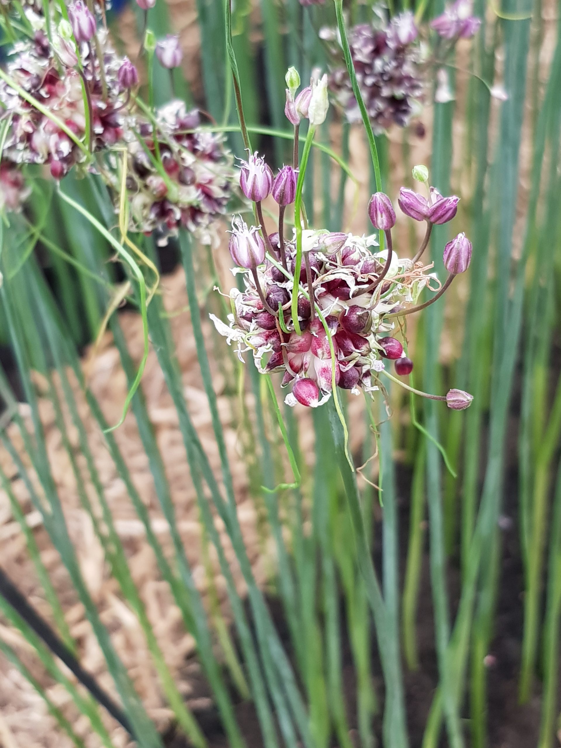 9419_allium_scorodoprasum_art_ZK_001.jpg