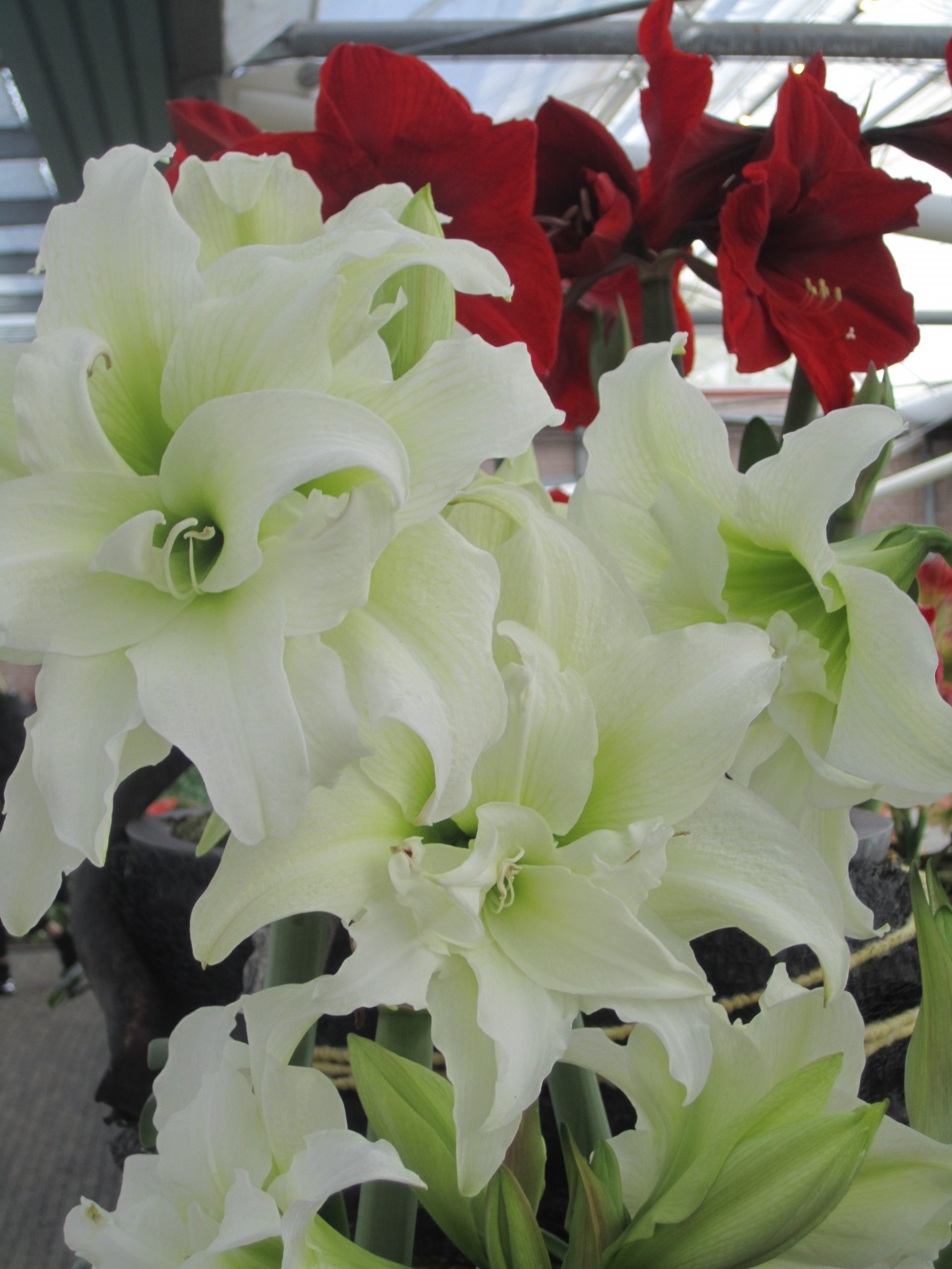 9506_hippeastrum_cultorum_ice_queen_ZK_001.jpg