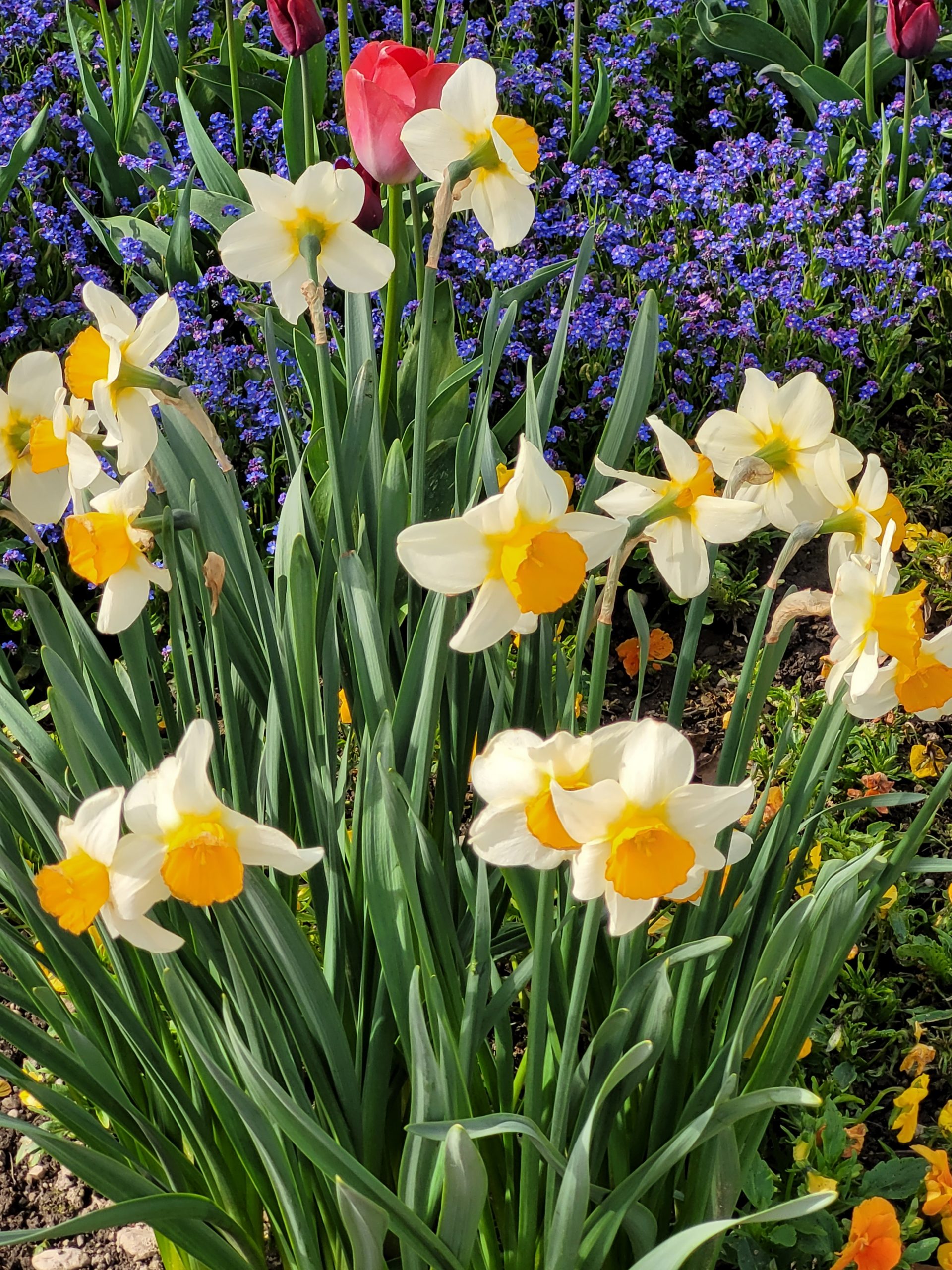 9539_narcissus_cultorum_flower_record_ZK_001.jpg