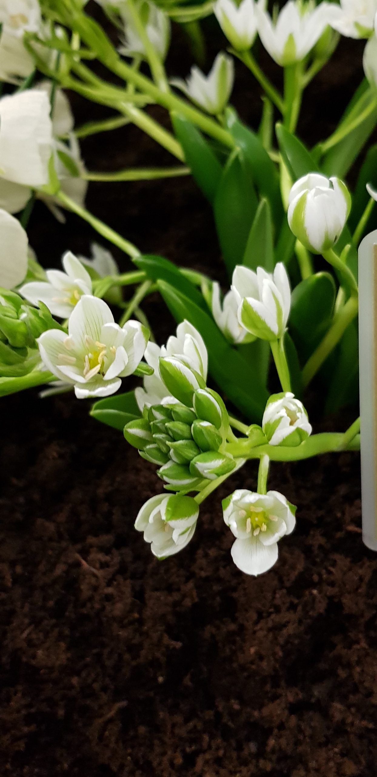 9542_ornithogalum_balansae_ZK_002.jpg