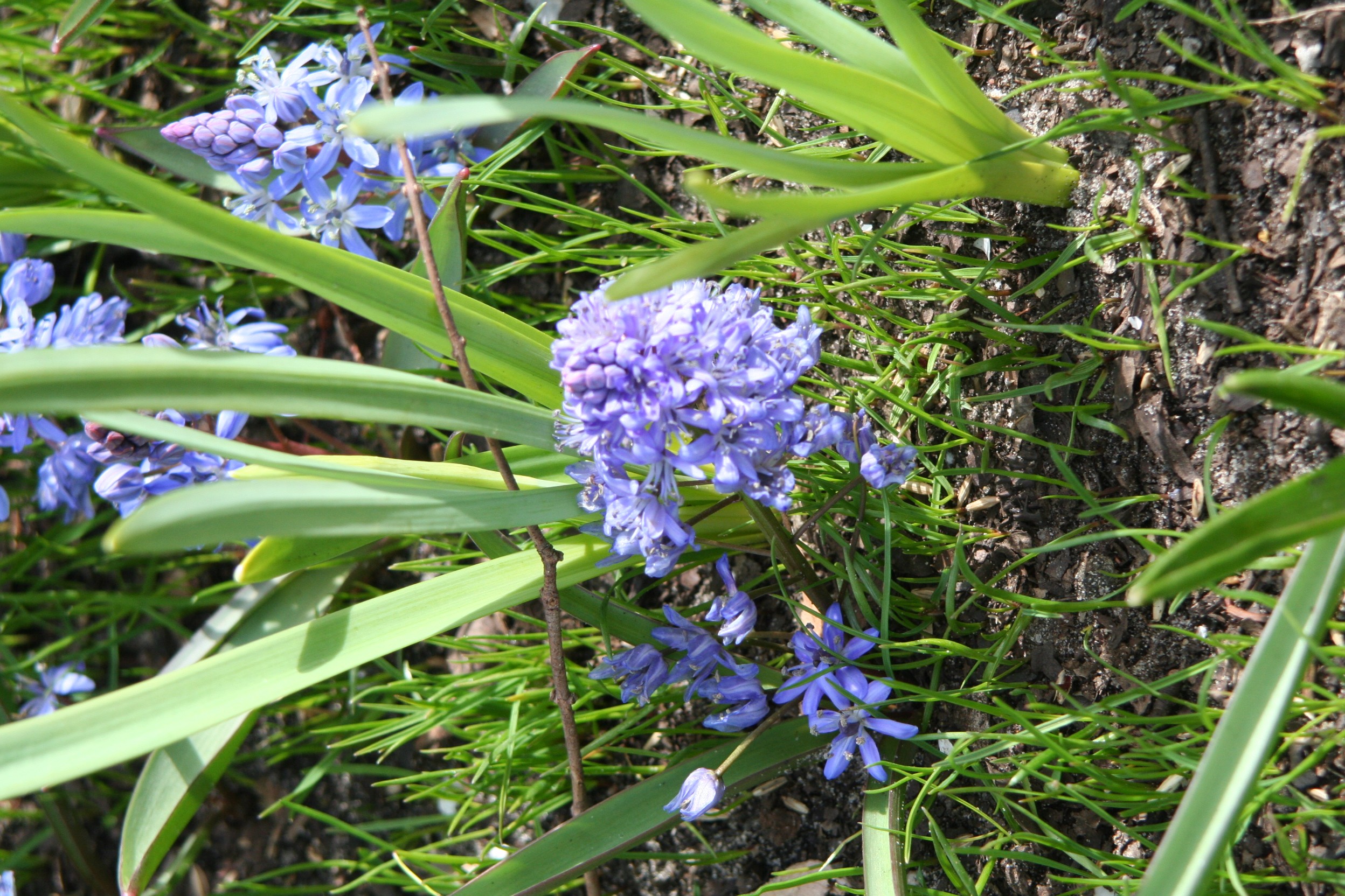 9543_scilla_bifolia_ZK_002.jpg