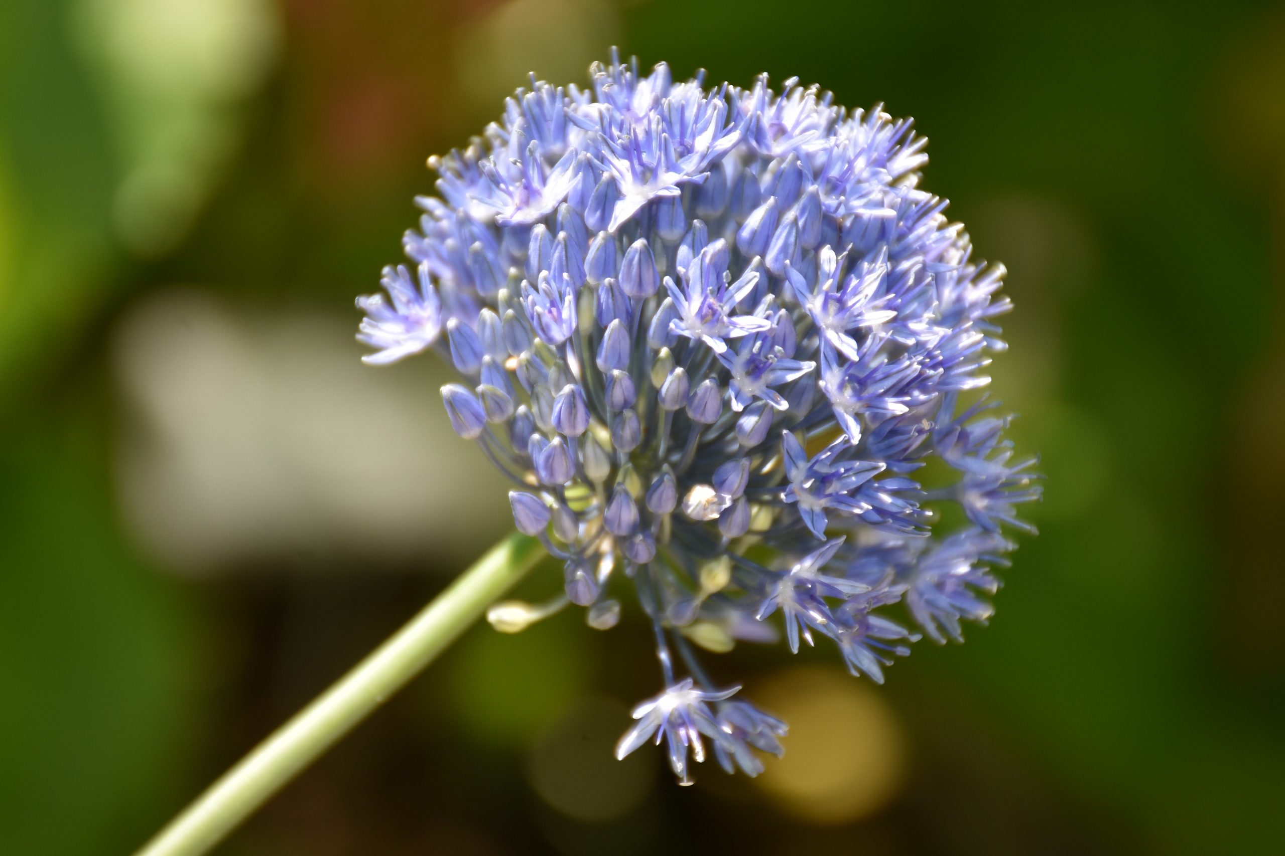 9554_allium_caeruleum_XS_005.jpg