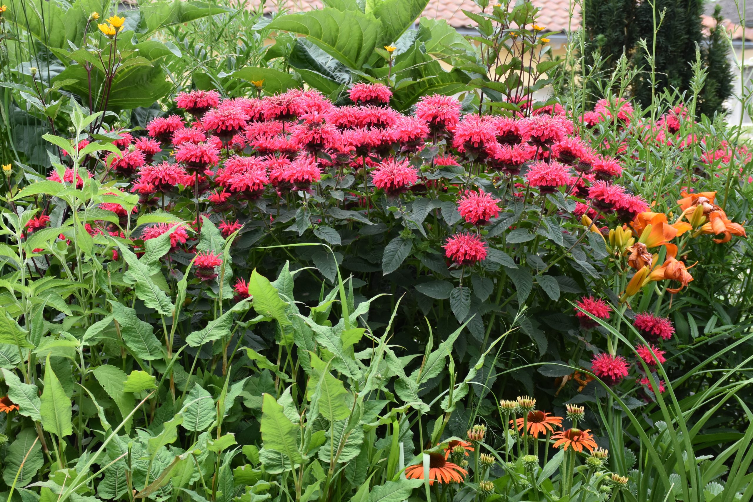 9646_monarda_fistulosa_bee_happy_XS_004.jpg