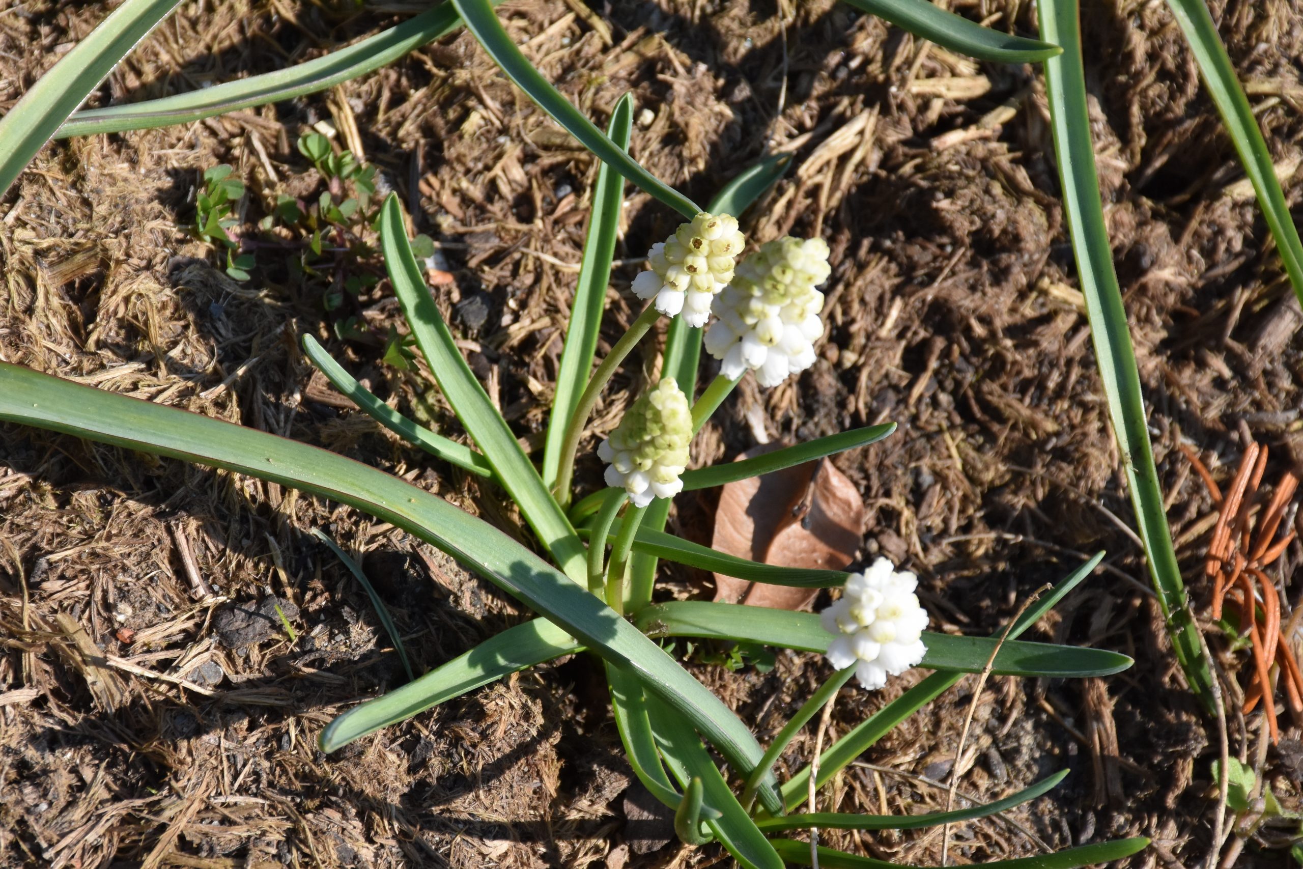 9699_muscari_aucheri_white_magic_XS_002.jpg