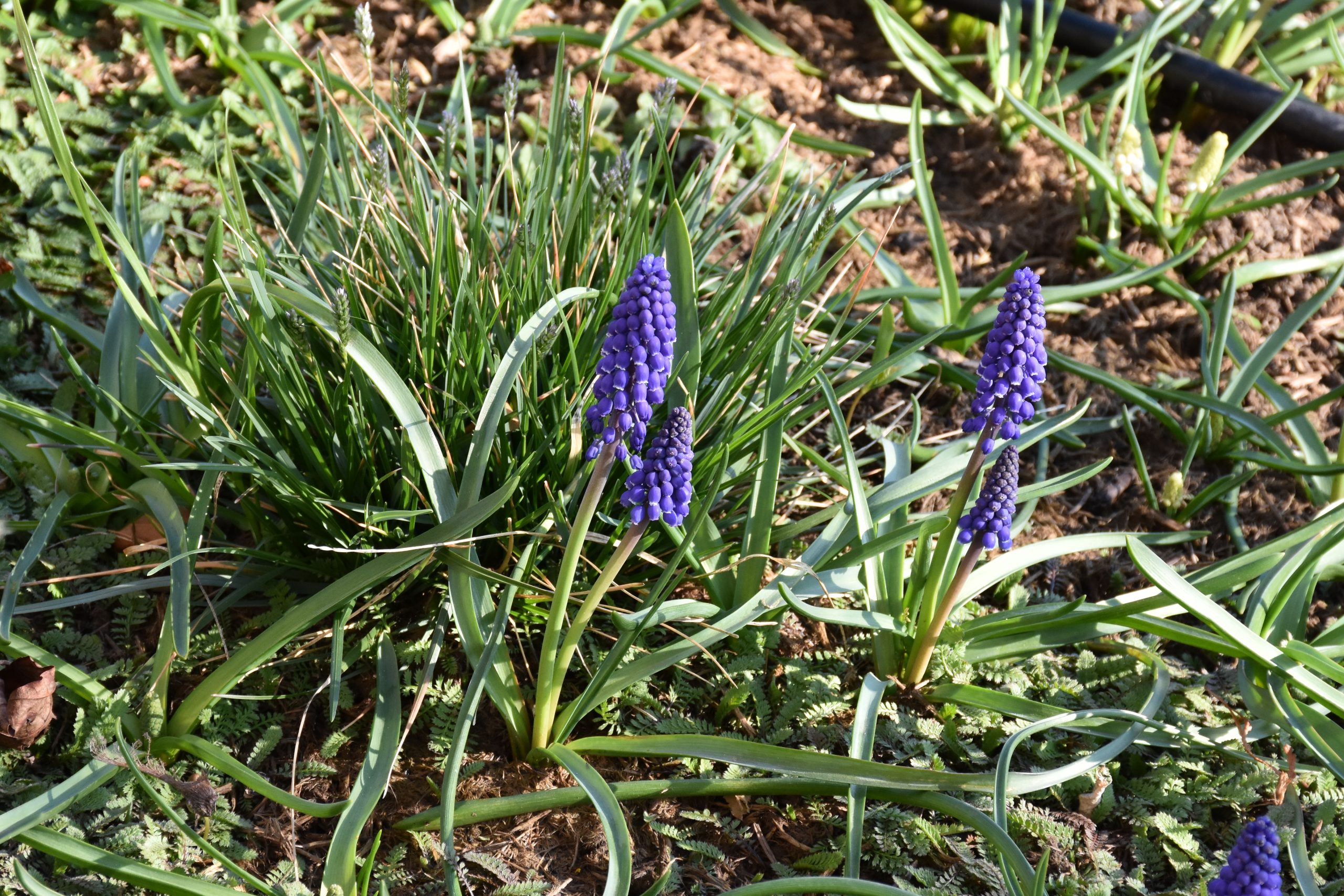 9701_muscari_cultorum_lindsay_XS_002.jpg