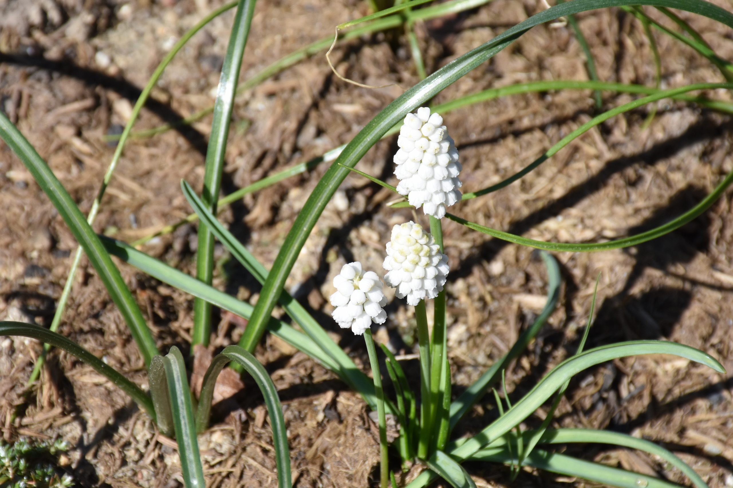 9709_muscari_aucheri_white_magic_XS_003.jpg
