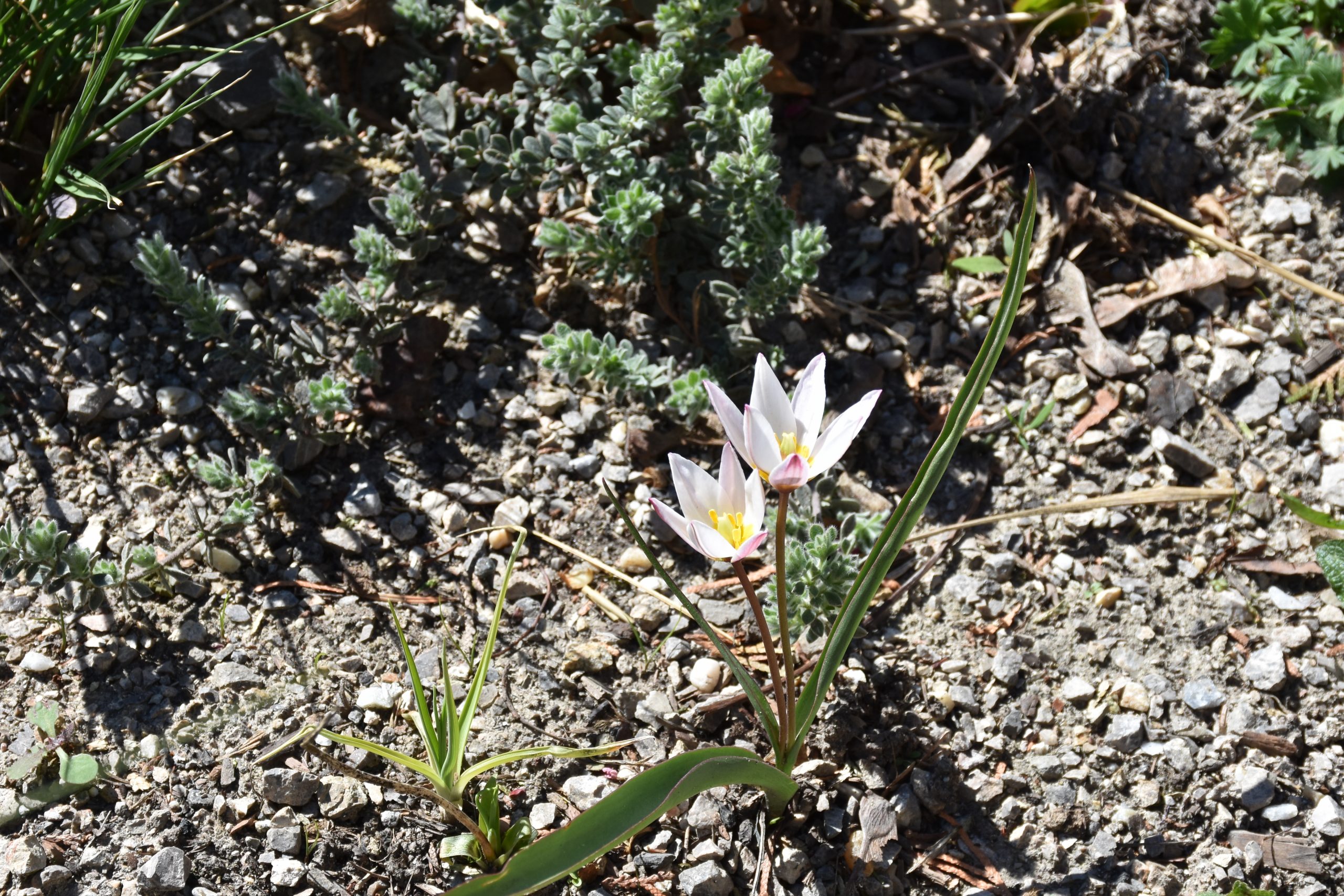 9719_tulipa_cretica_hilde_XS_002.jpg