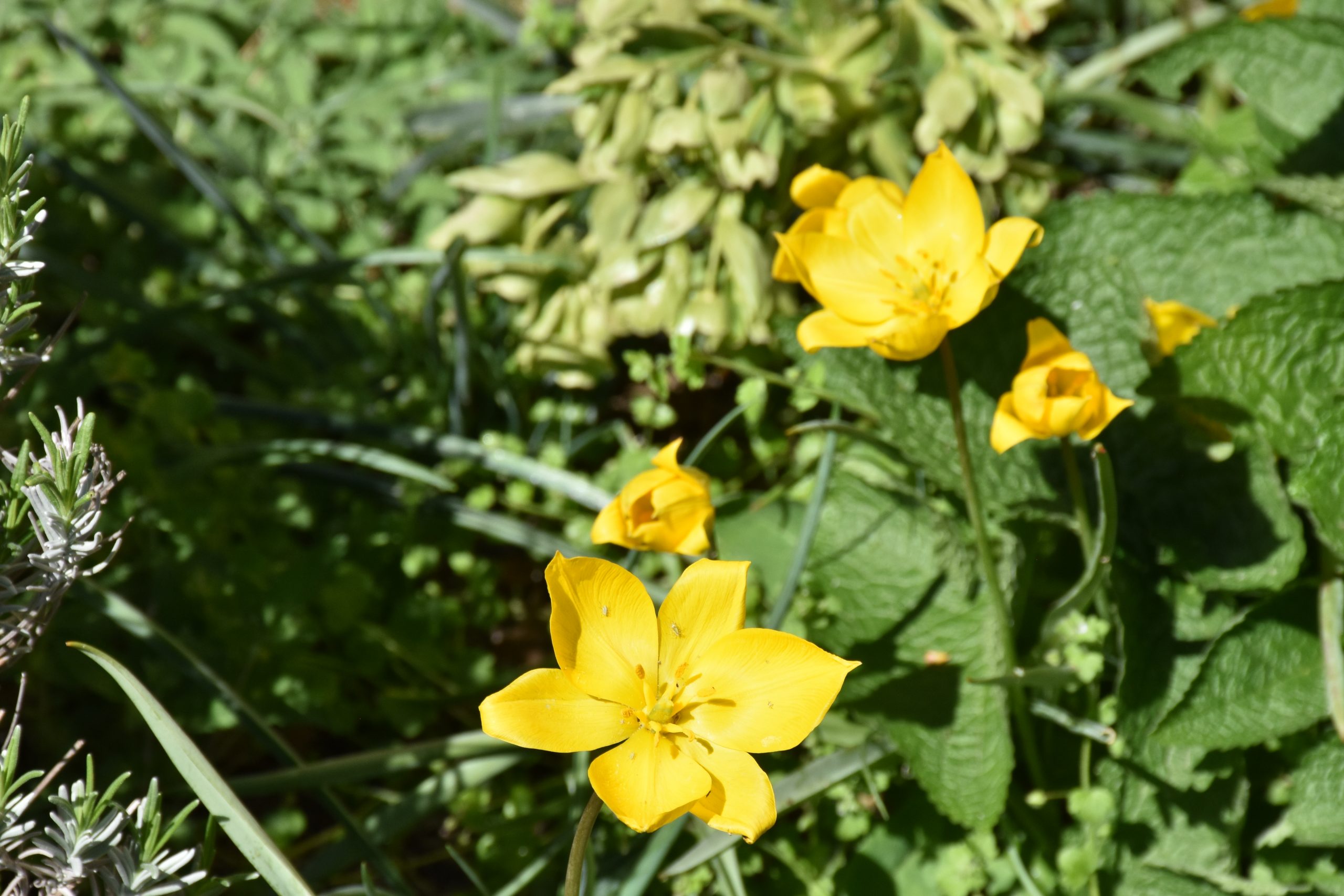 9721_tulipa_sylvestris_XS_004.jpg