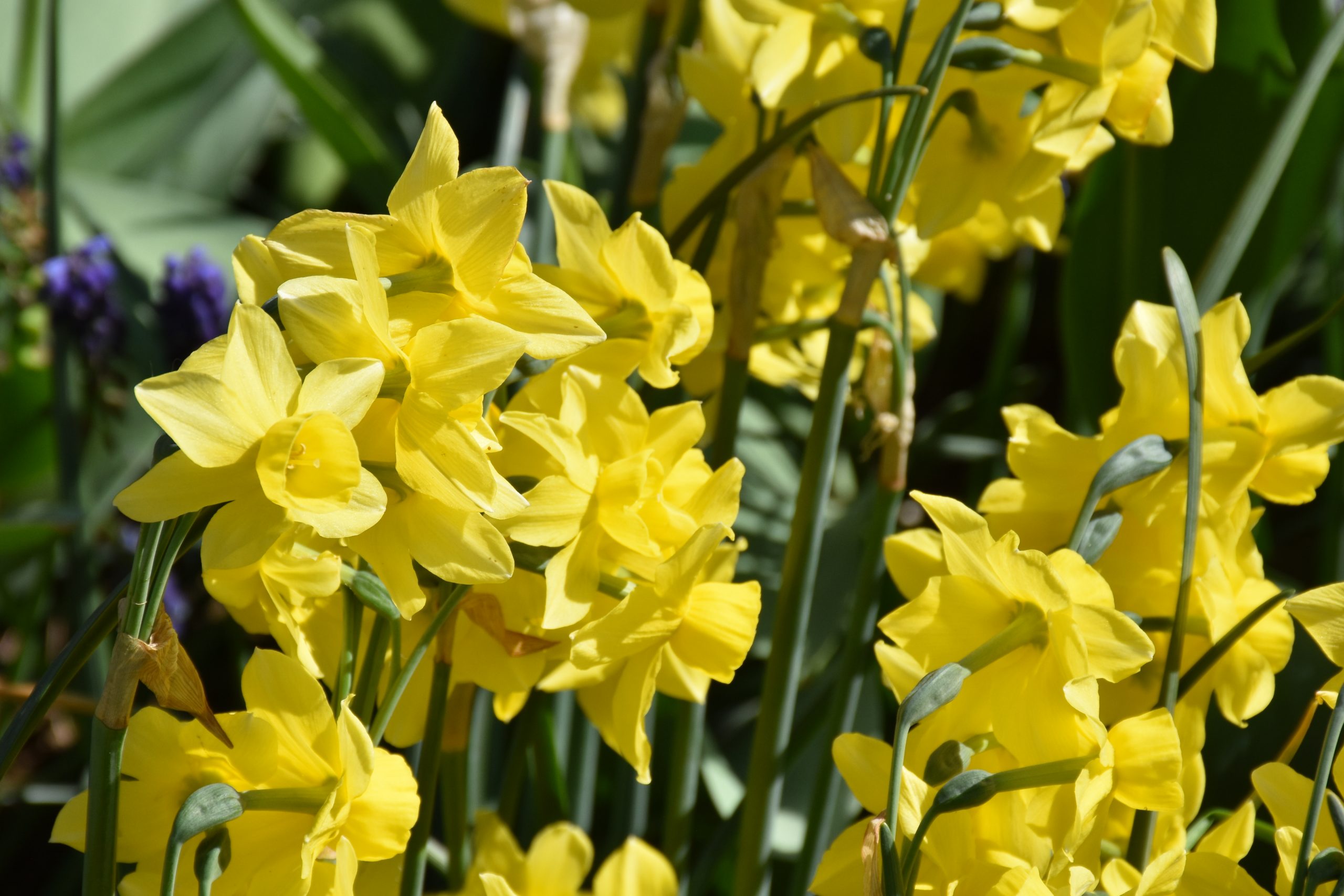 9740_narcissus_cultorum_sunlight_sensation_XS_001.jpg