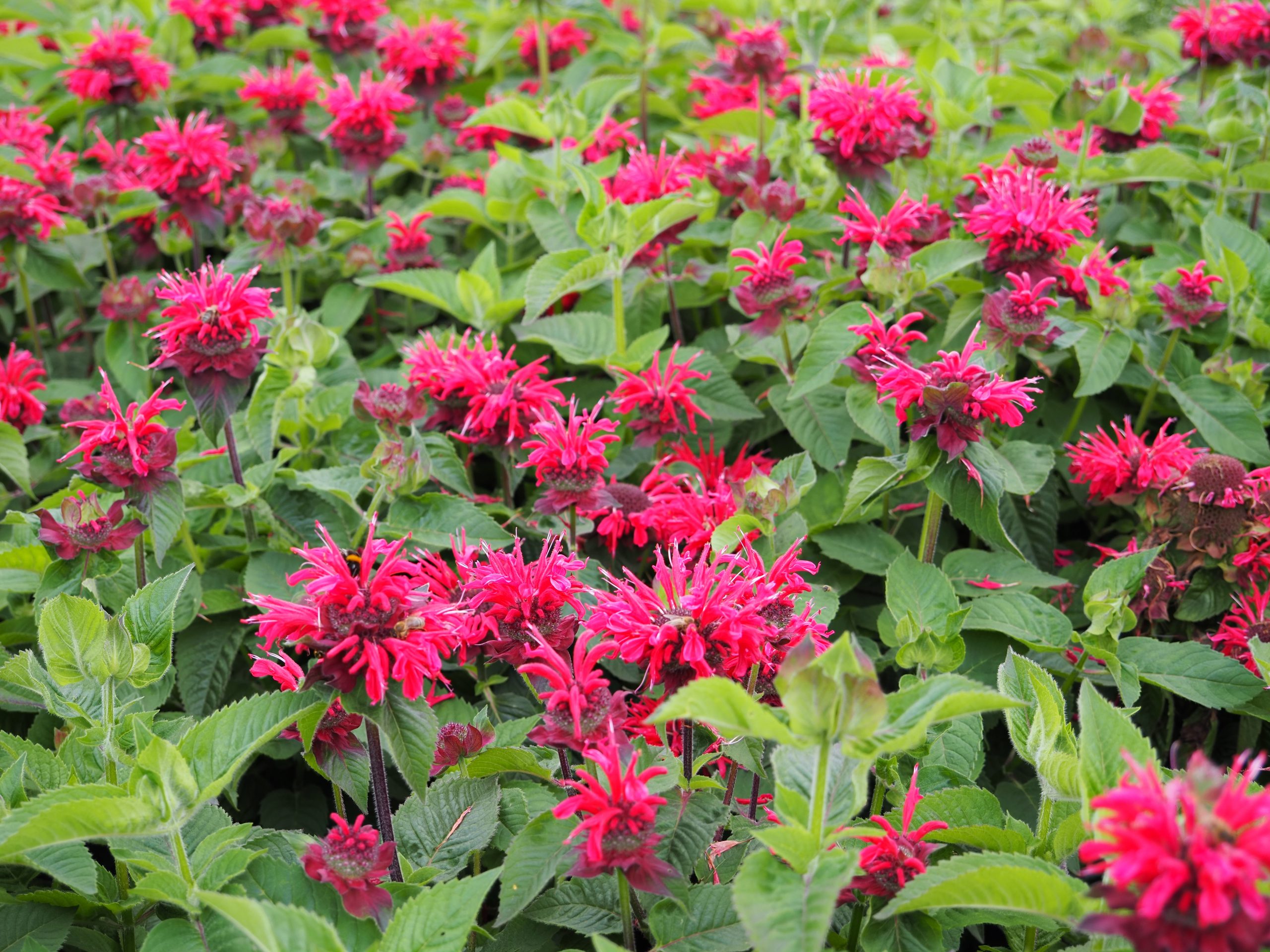 9881_monarda_fistulosa_bee_happy_BG_006.jpg