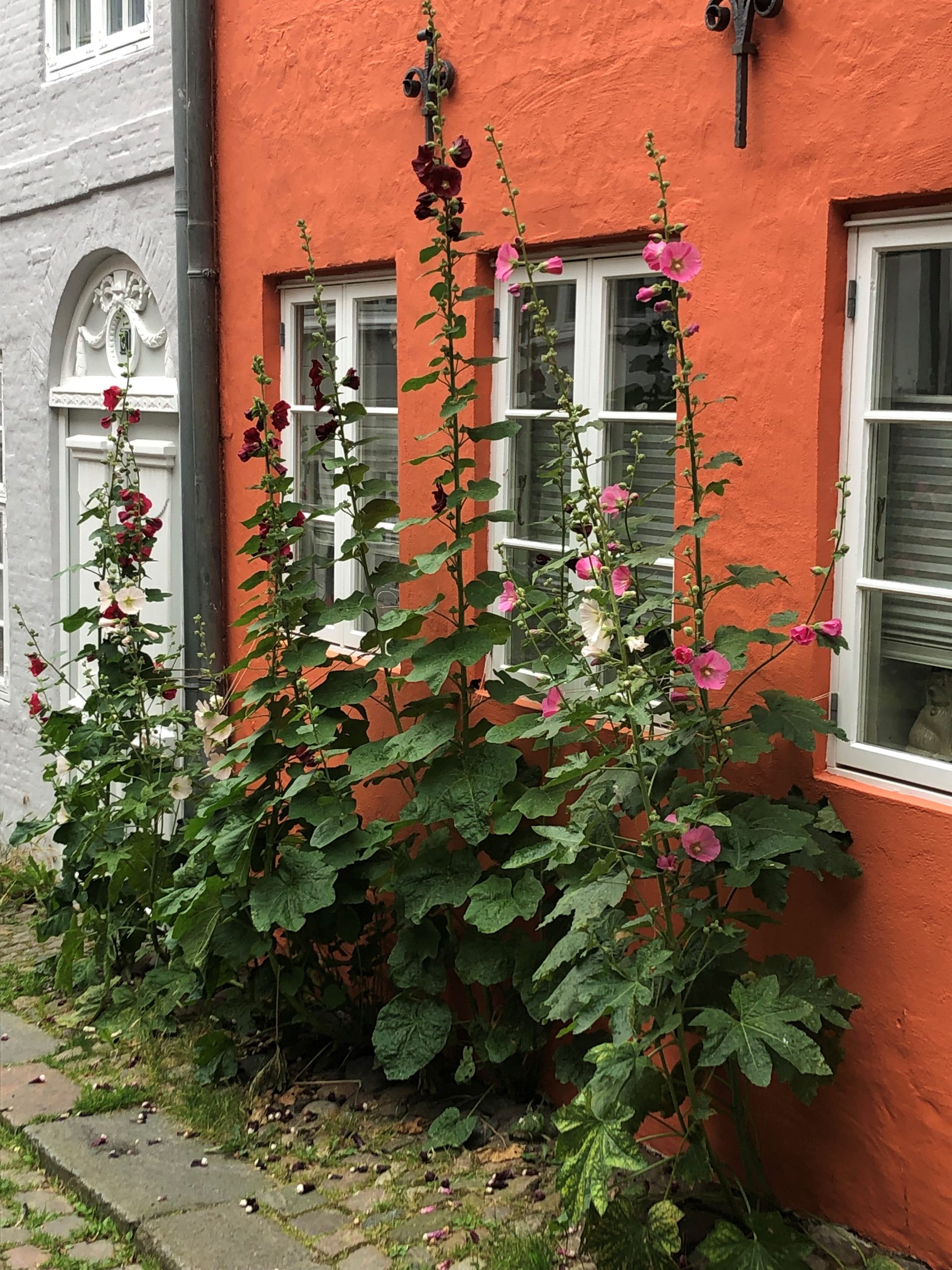 10334_alcea_ficifolia_SS_002.jpg