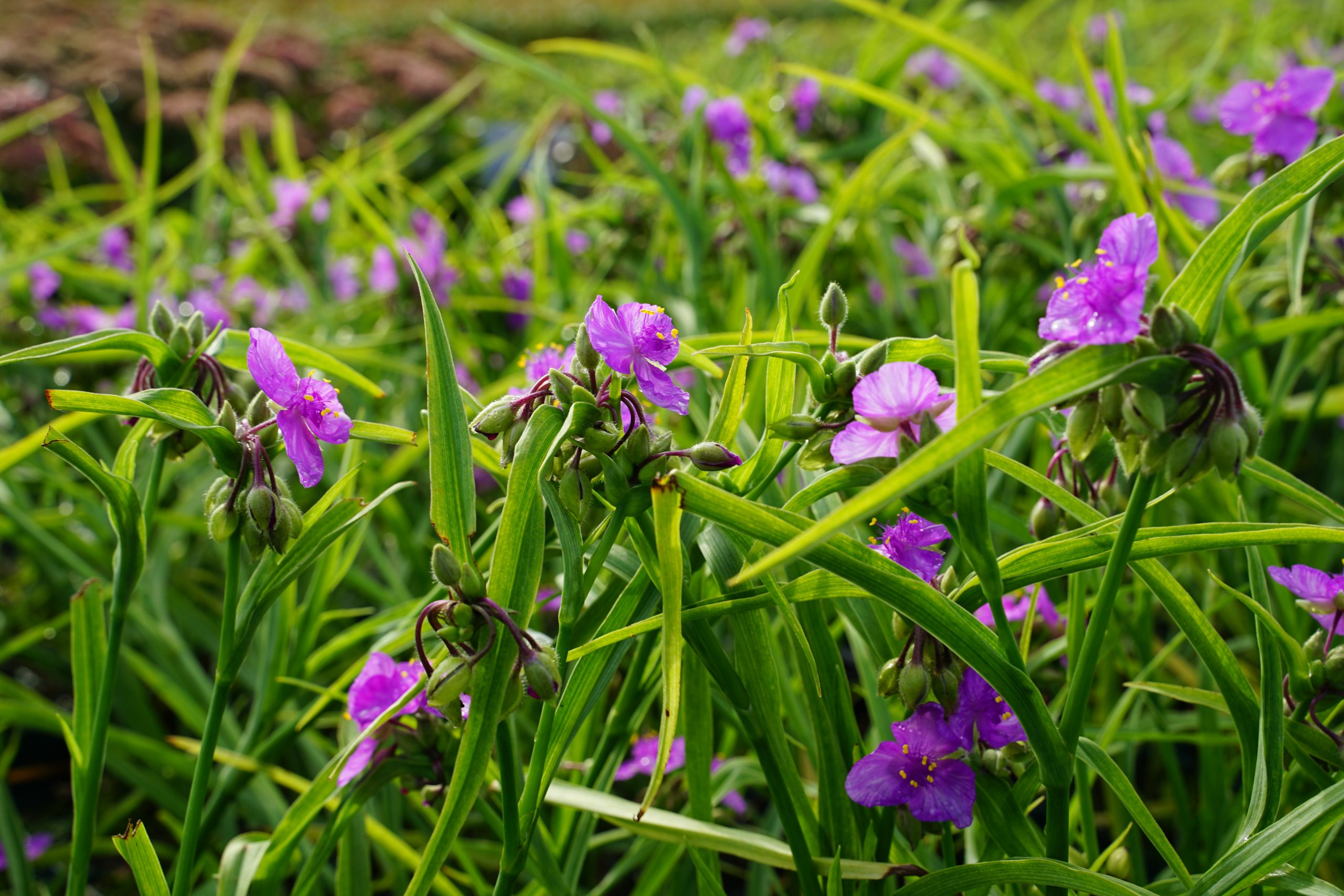 10767_tradescantia_andersoniana_valour_SS_002.jpg