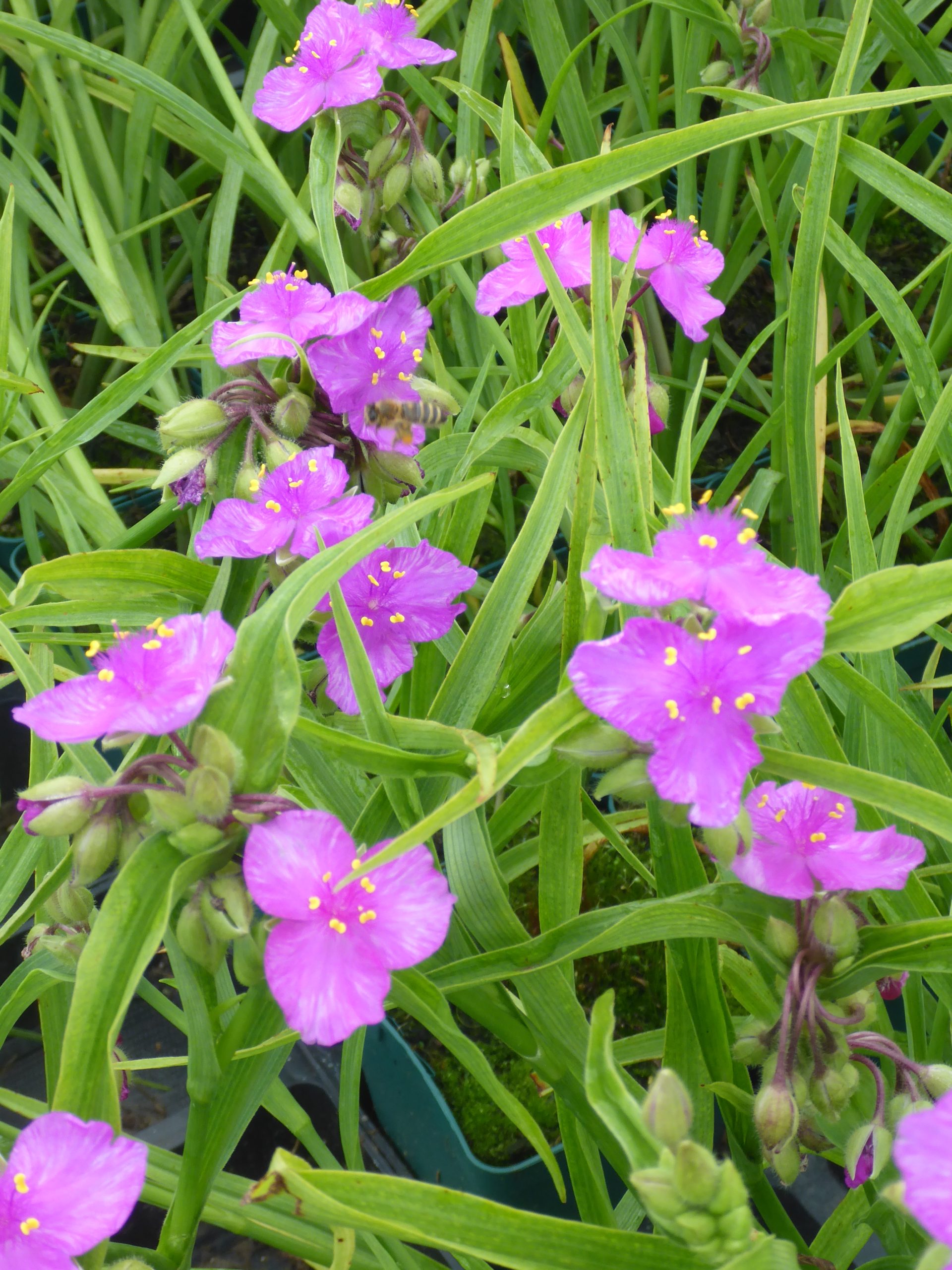 10768_tradescantia_andersoniana_valour_SS_003.jpg