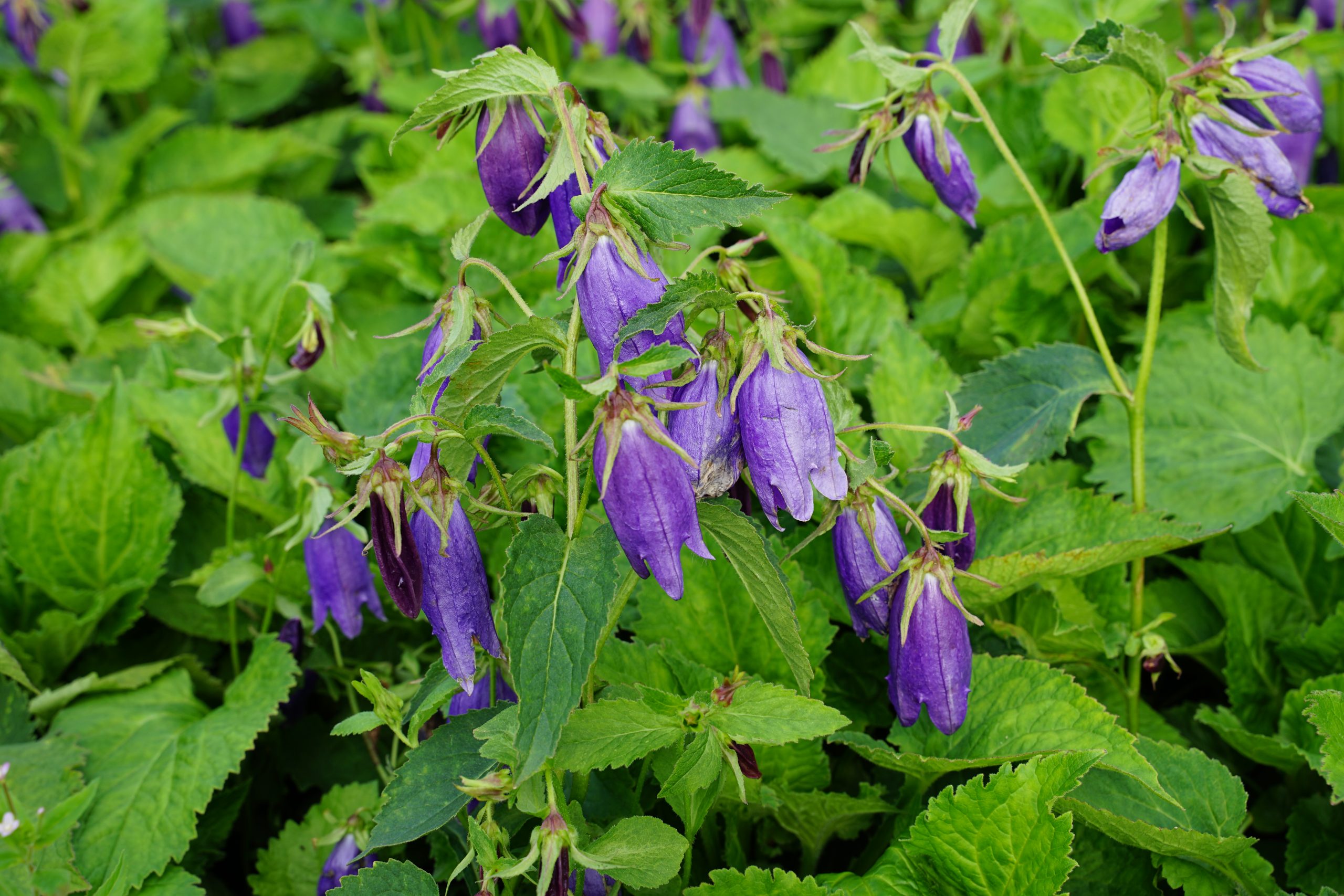 1098_campanula_punctata_sarastro_SS_001.jpeg