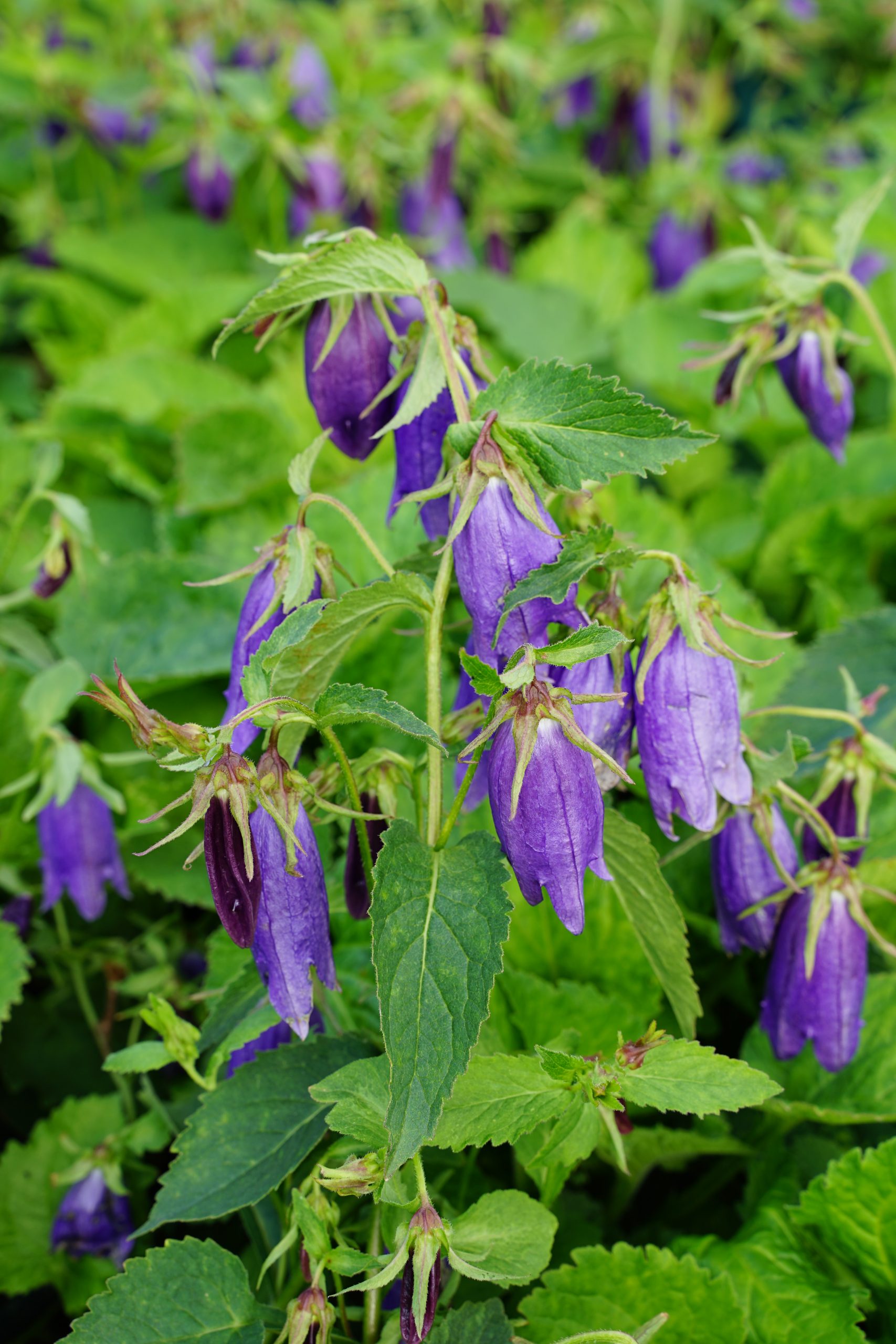1099_campanula_punctata_sarastro_SS_002.jpeg