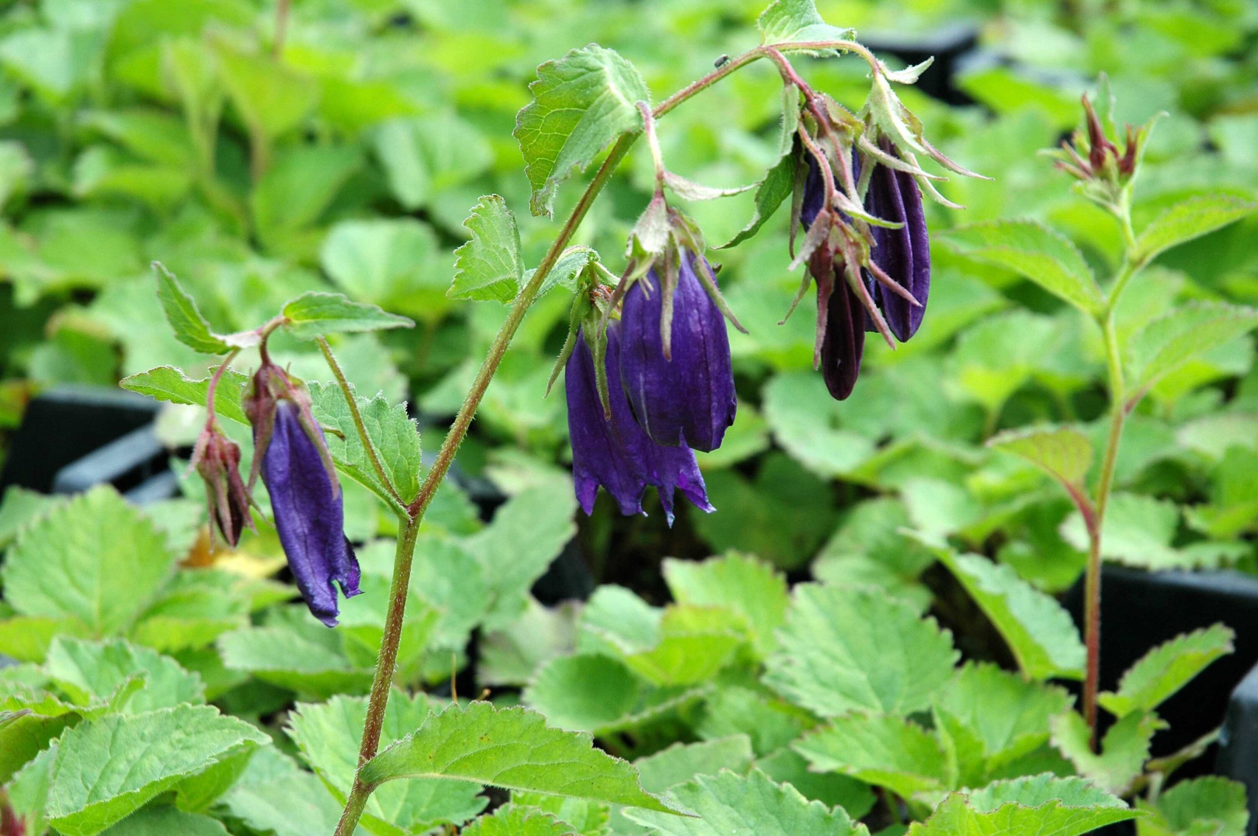 1101_campanula_punctata_sarastro_XS_004.jpeg