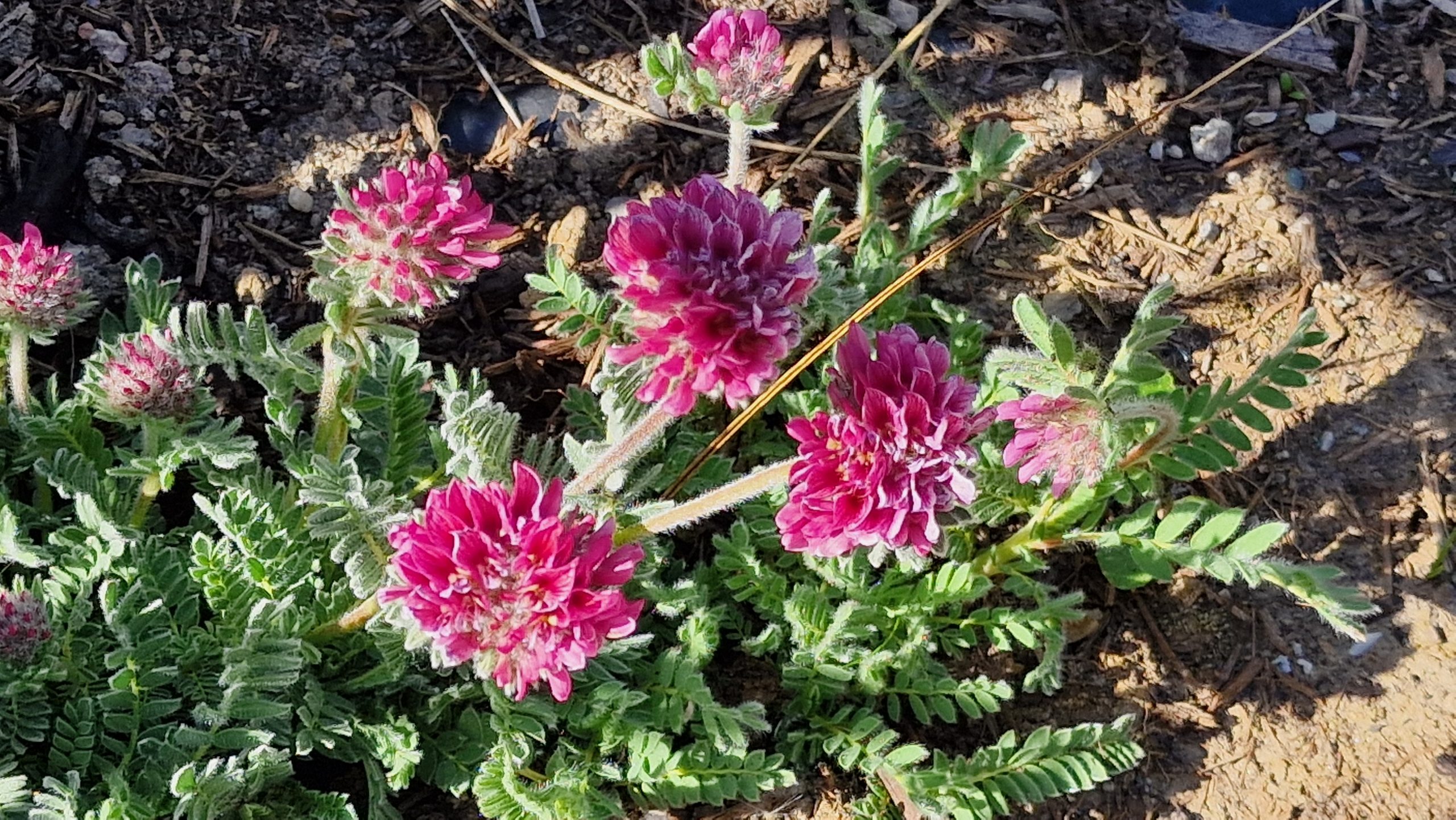 11672_anthyllis_montana_rubra_XS_001.jpg