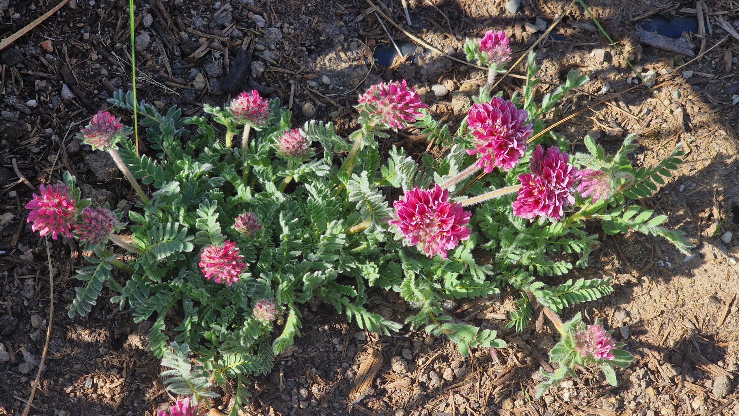 11673_anthyllis_montana_rubra_XS_002.jpg