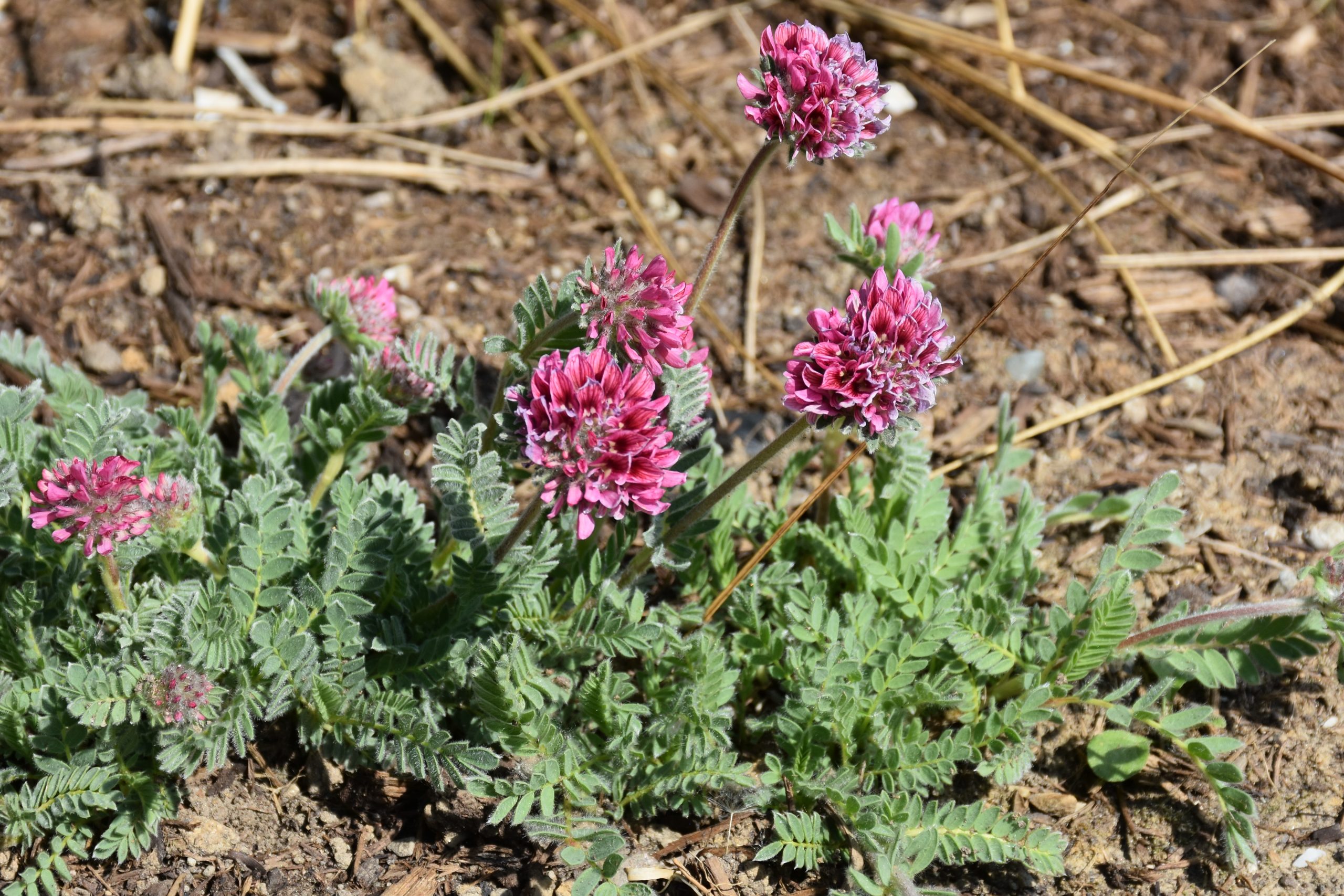 11674_anthyllis_montana_rubra_XS_003.jpg