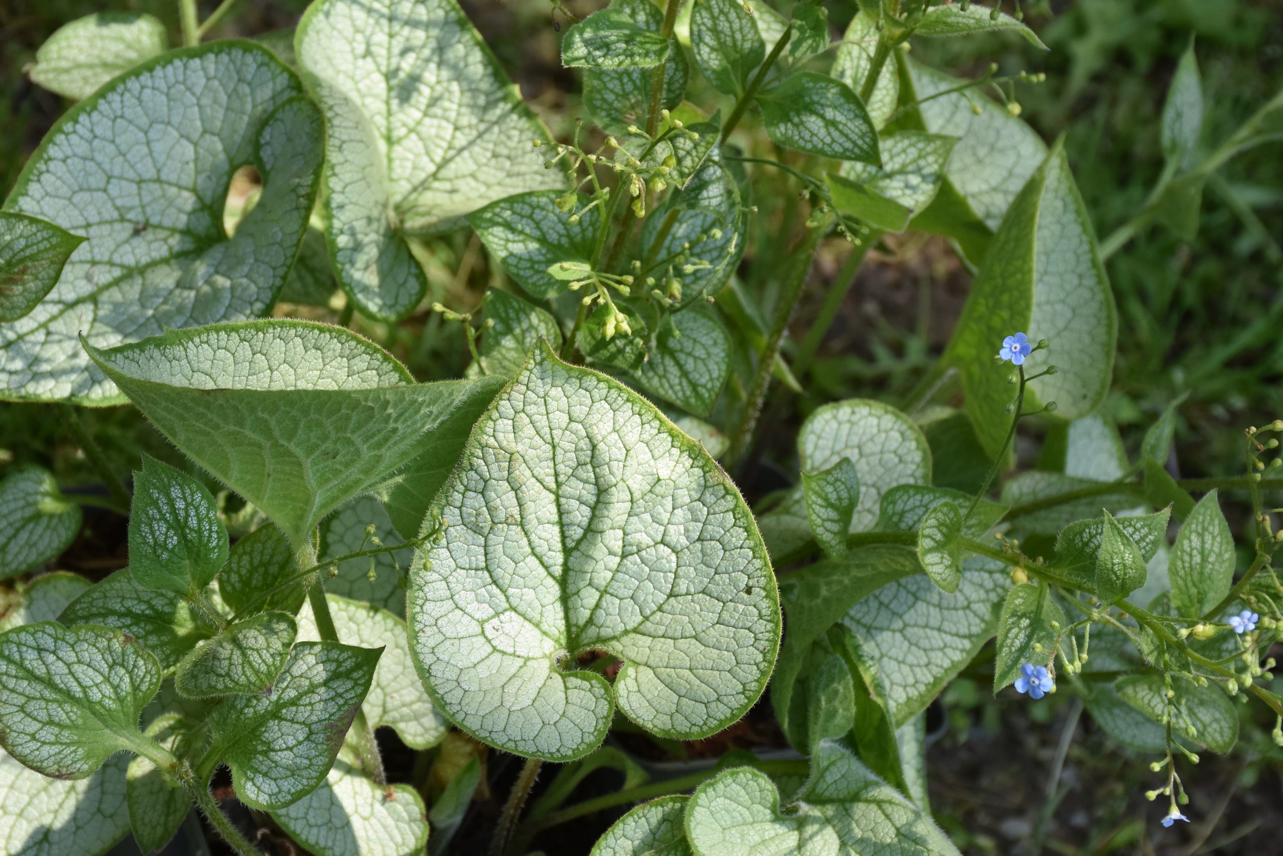 11708_brunnera_macr_silver_heart_XS_001.jpg