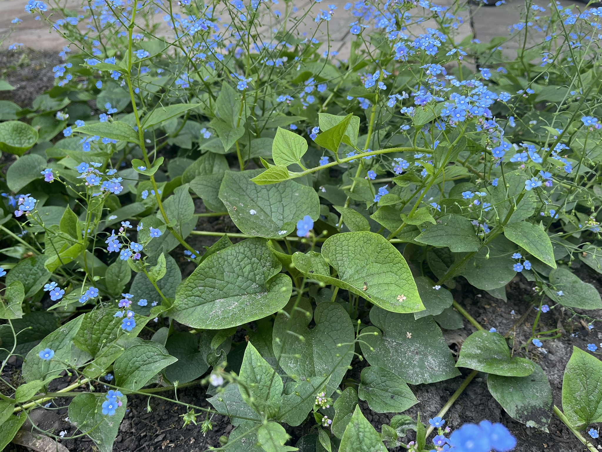 12393_brunnera_macr_caucasian_carpet_SS_002.jpg