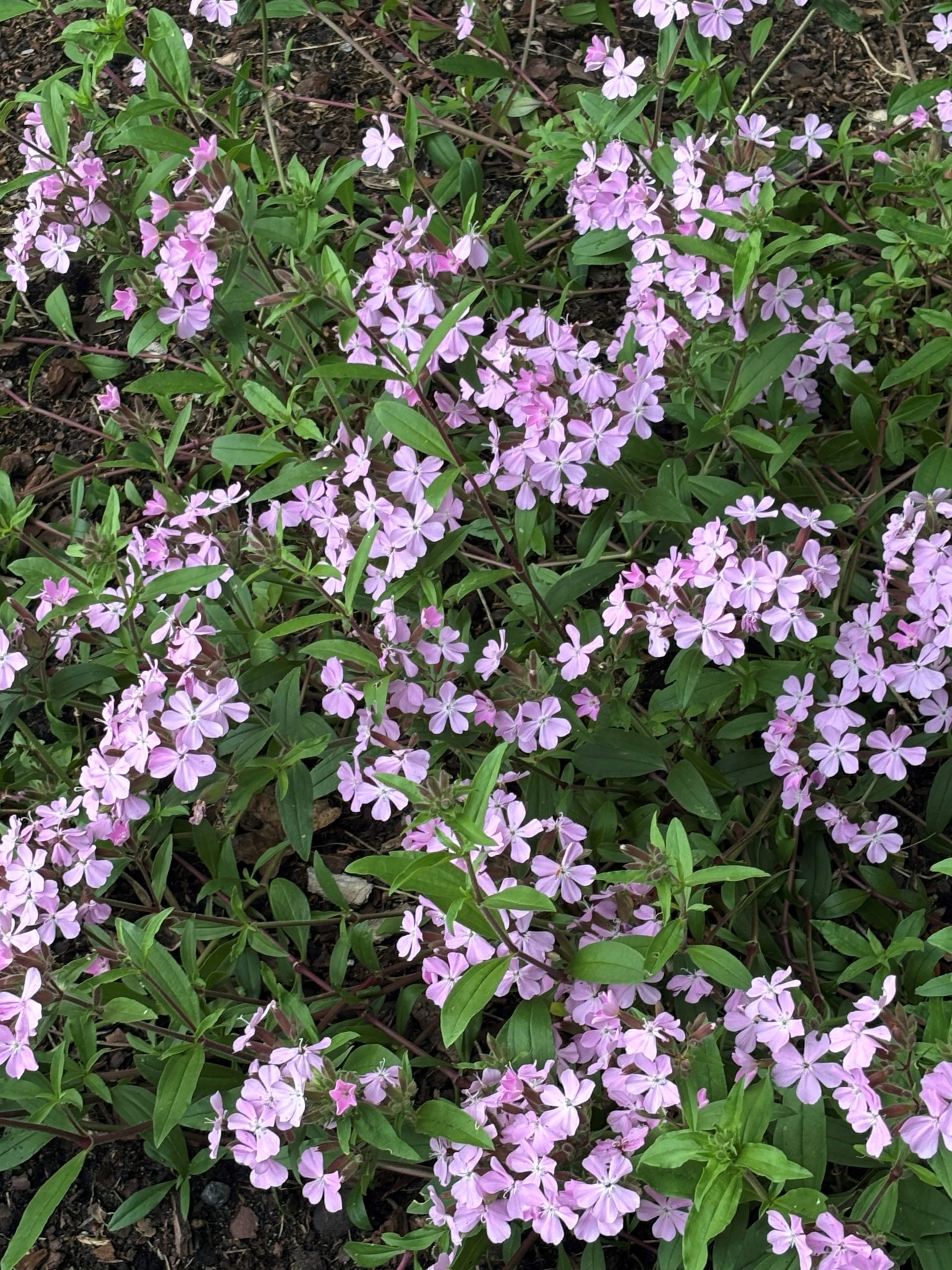 12694_saponaria_sicula_intermedia_sigurd_SS_001.jpg