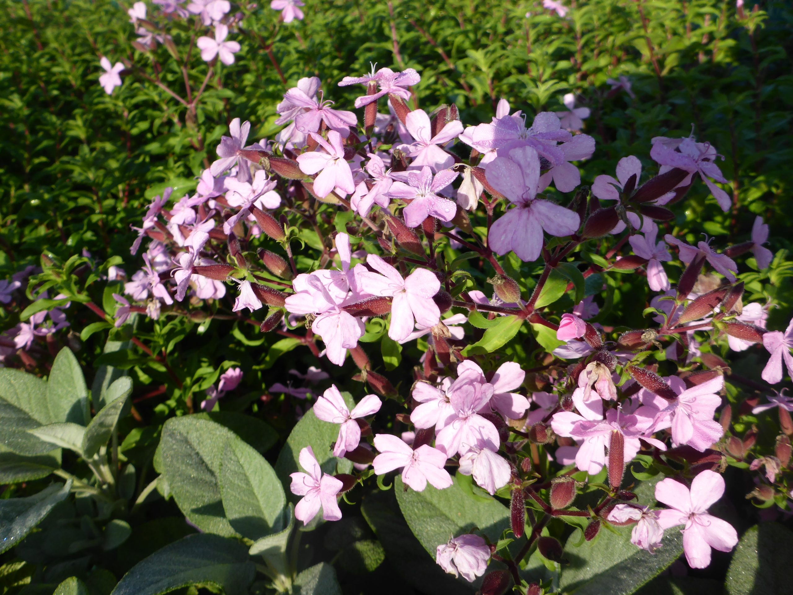 12695_saponaria_sicula_intermedia_sigurd_SS_002.jpg
