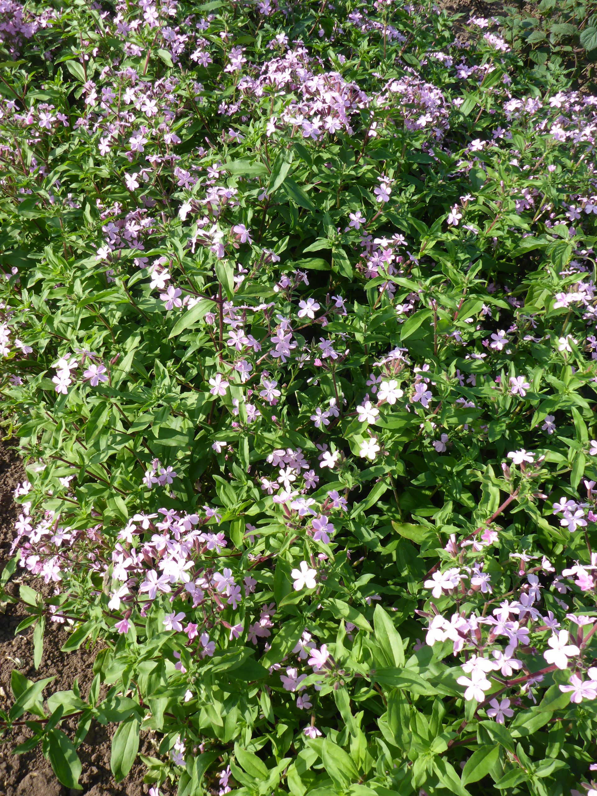 12696_saponaria_sicula_intermedia_sigurd_SS_003.jpg