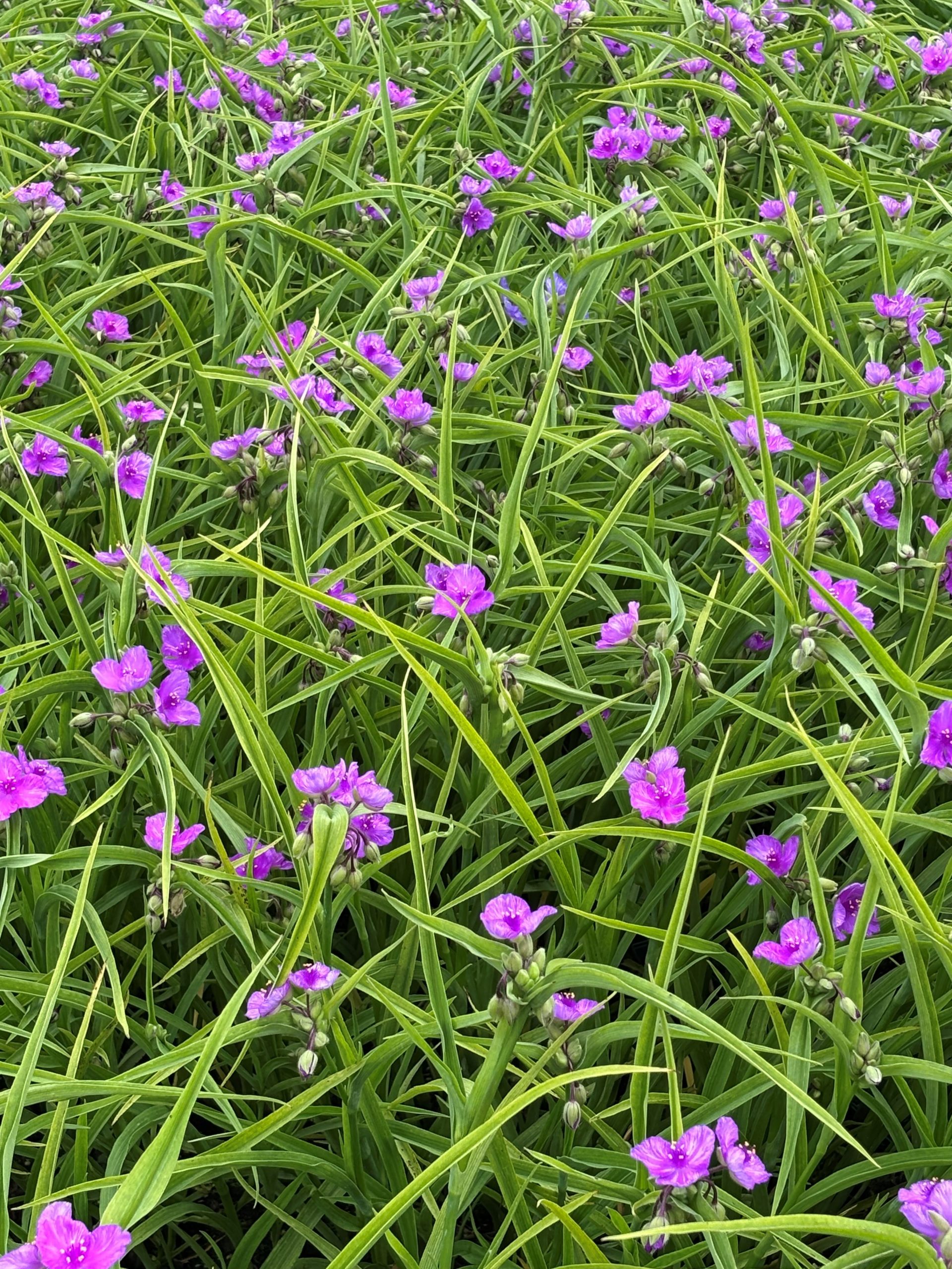 12748_tradescantia_anders_valour_SS_004.jpg