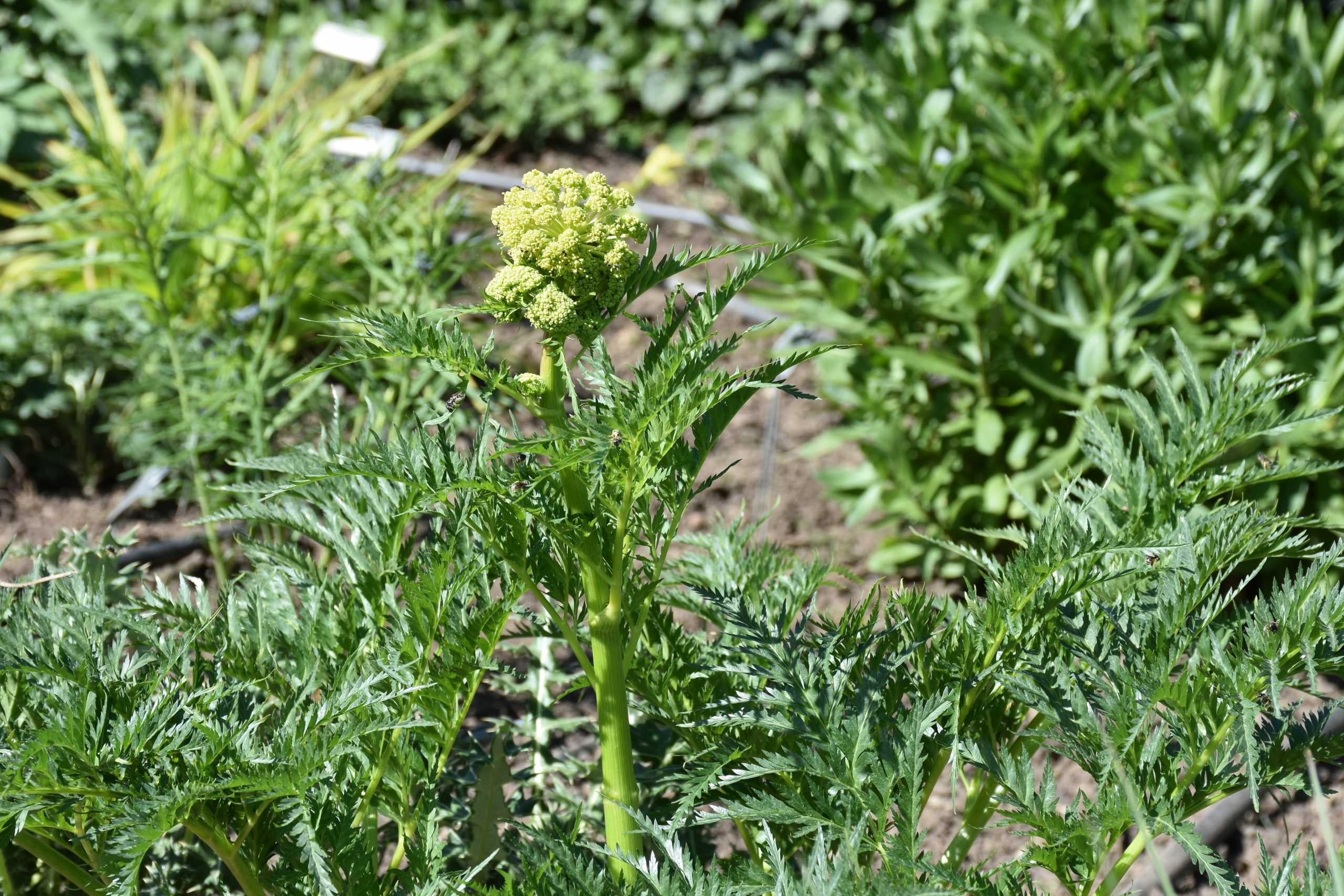 13183_molopospermum_peloponnesiacum_XS_001.jpg