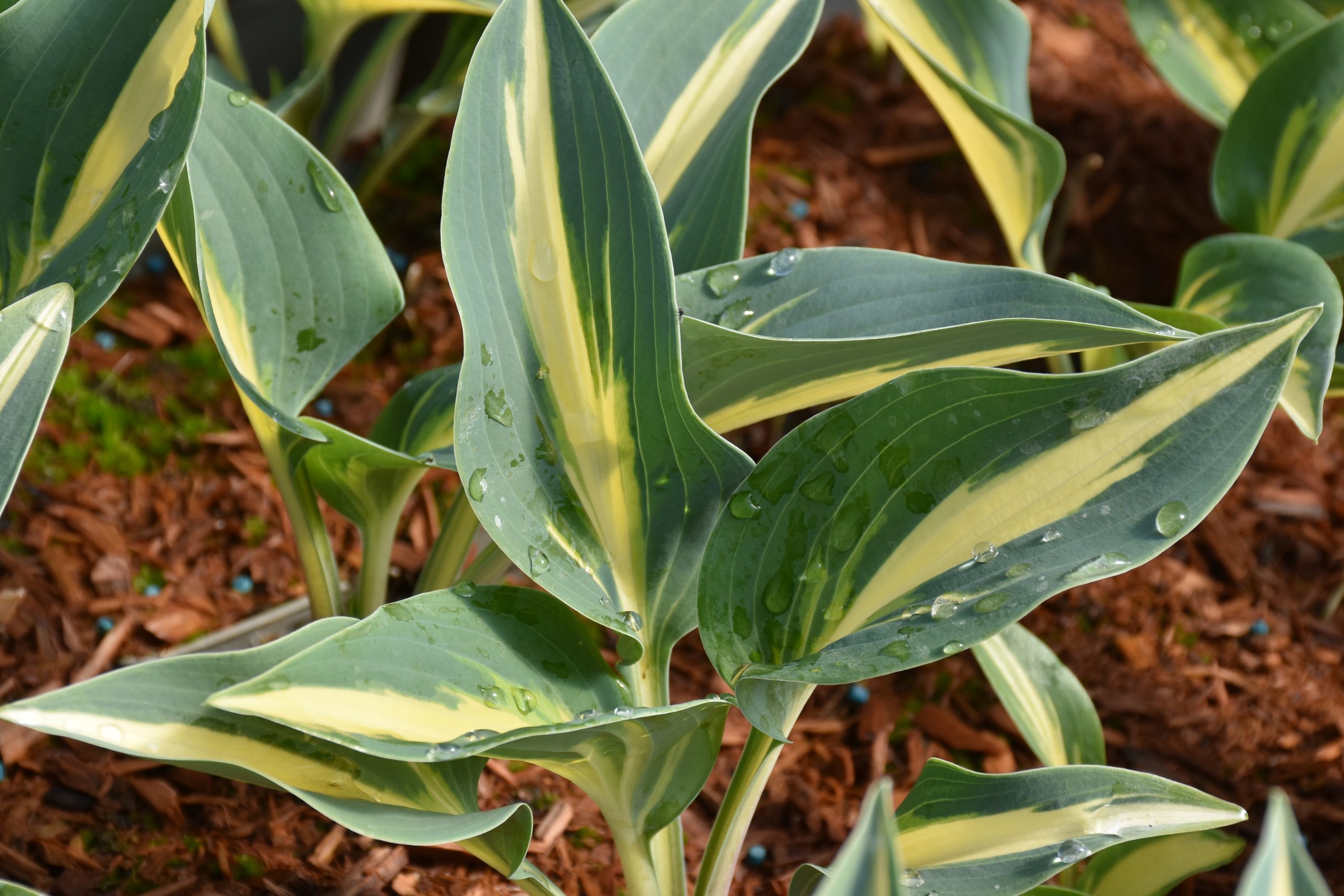 13196_hosta_tardiana_magic_island_XS_001.jpg