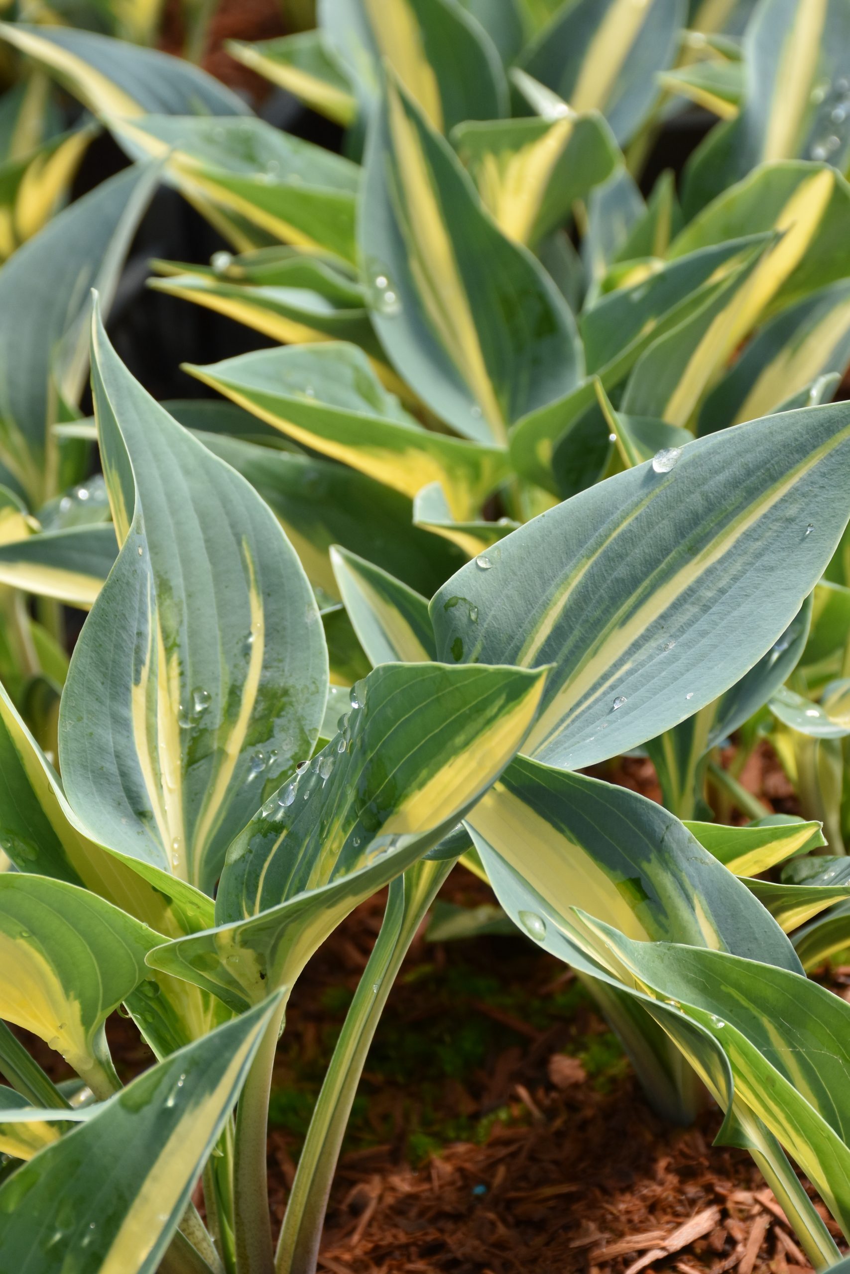 13197_hosta_tardiana_magic_island_XS_002.jpg