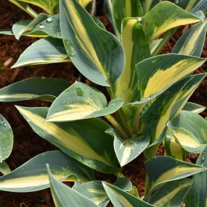 Hosta x tardiana 'Magic Island'