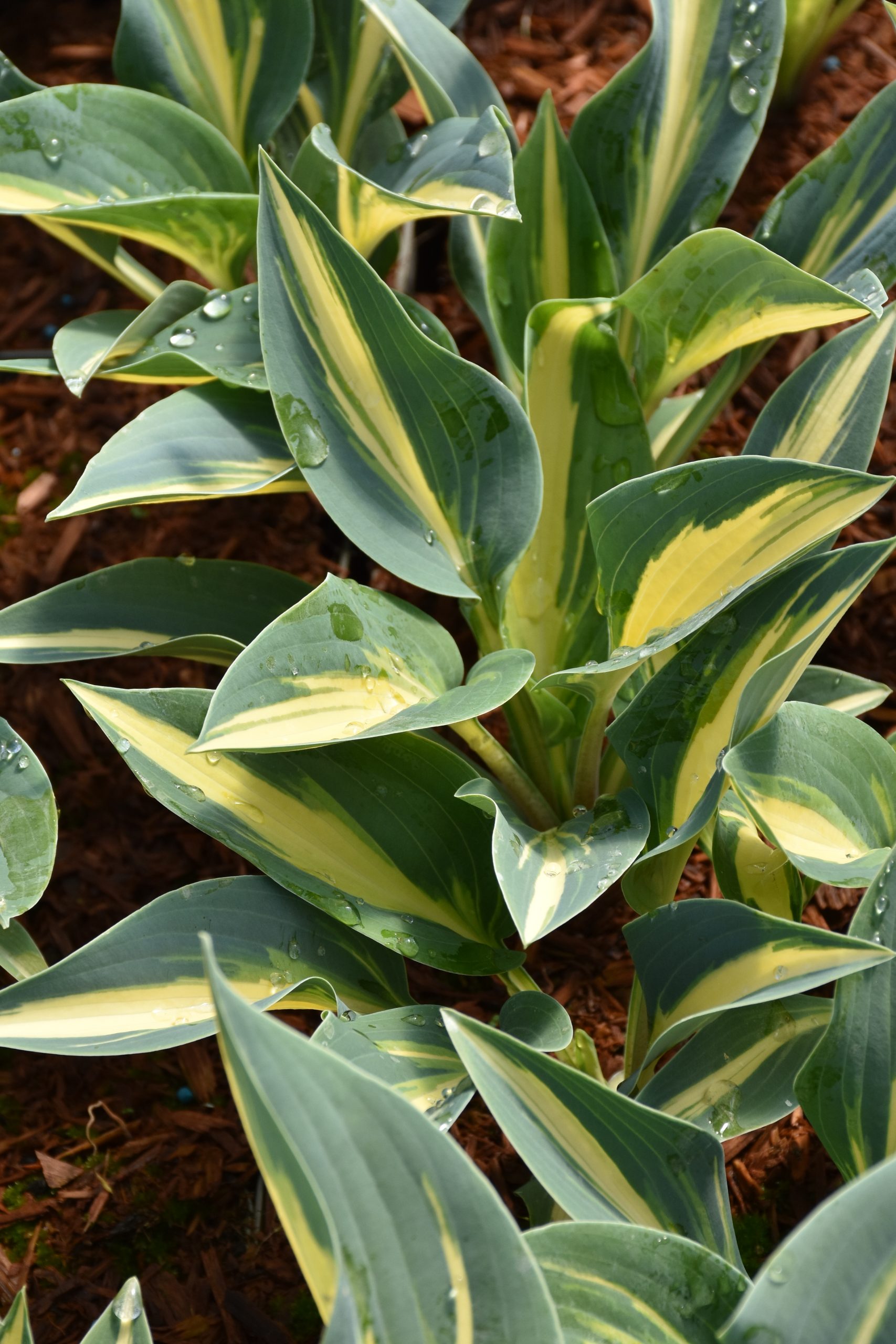 13198_hosta_tardiana_magic_island_XS_003.jpg