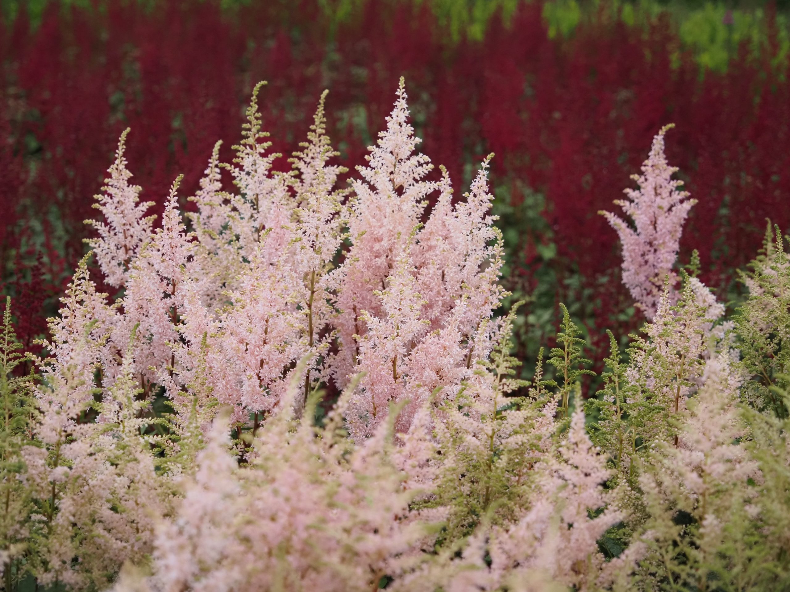 13298_astilbe_japonica_peach_blossom_BG_007.jpg