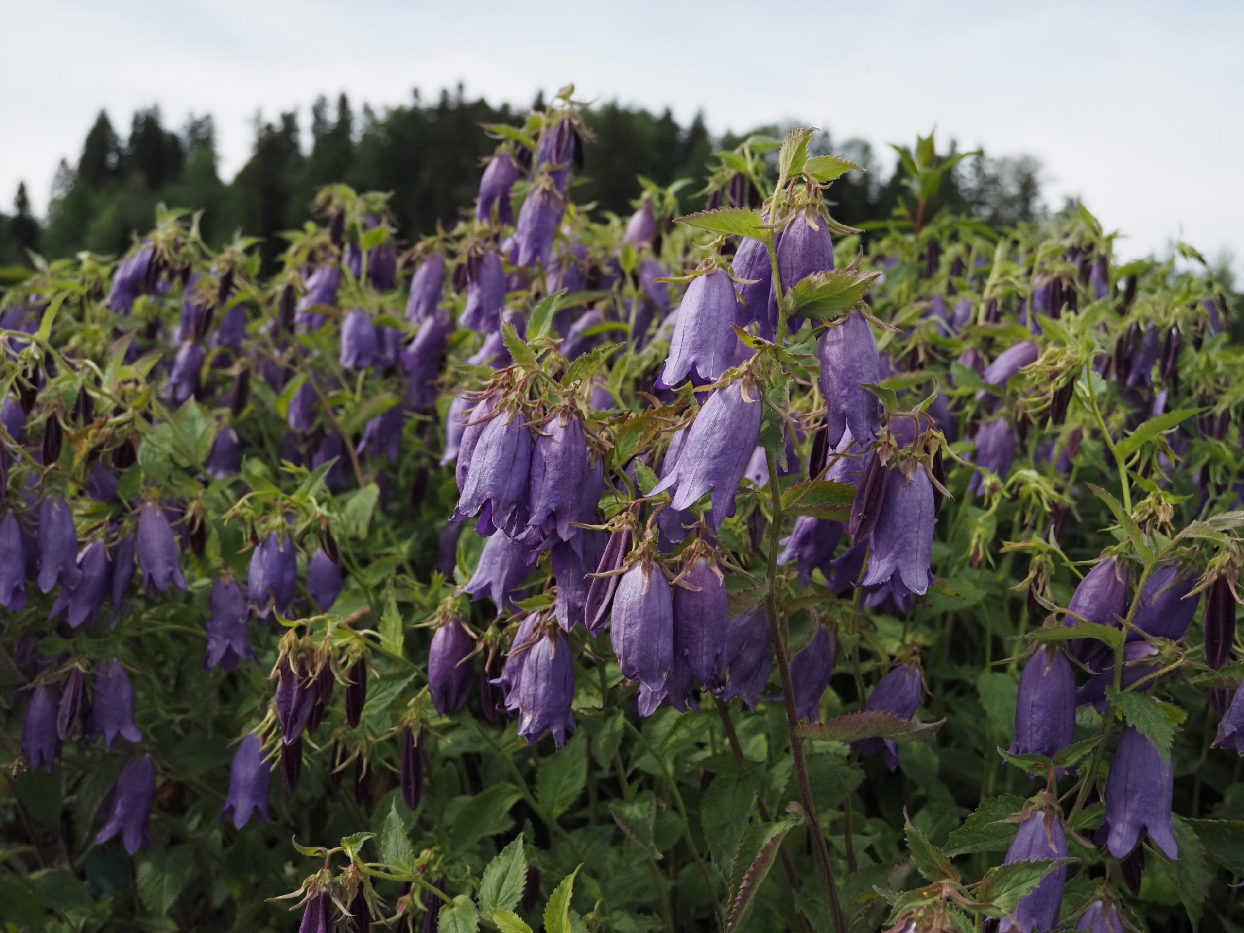 13301_campanula_punctata_sarastro_BG_006.jpg