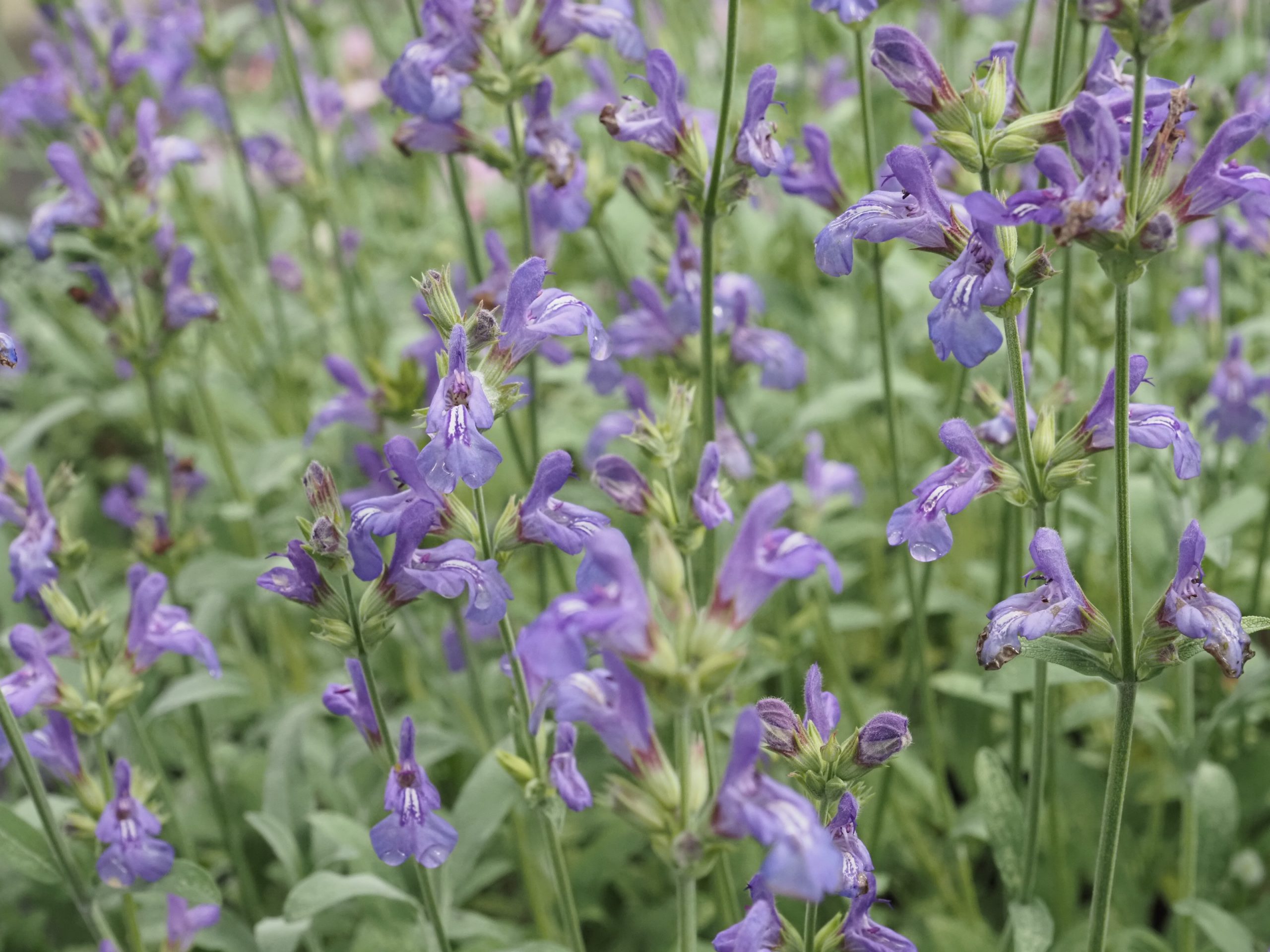 13314_salvia_lavandulifolia_BG_006.jpg