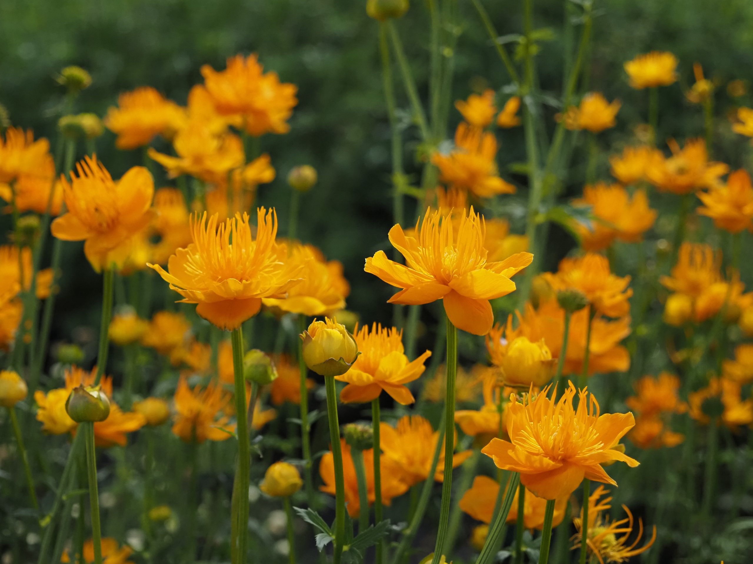 13320_trollius_chinensis_golden_queen_BG_005.jpg