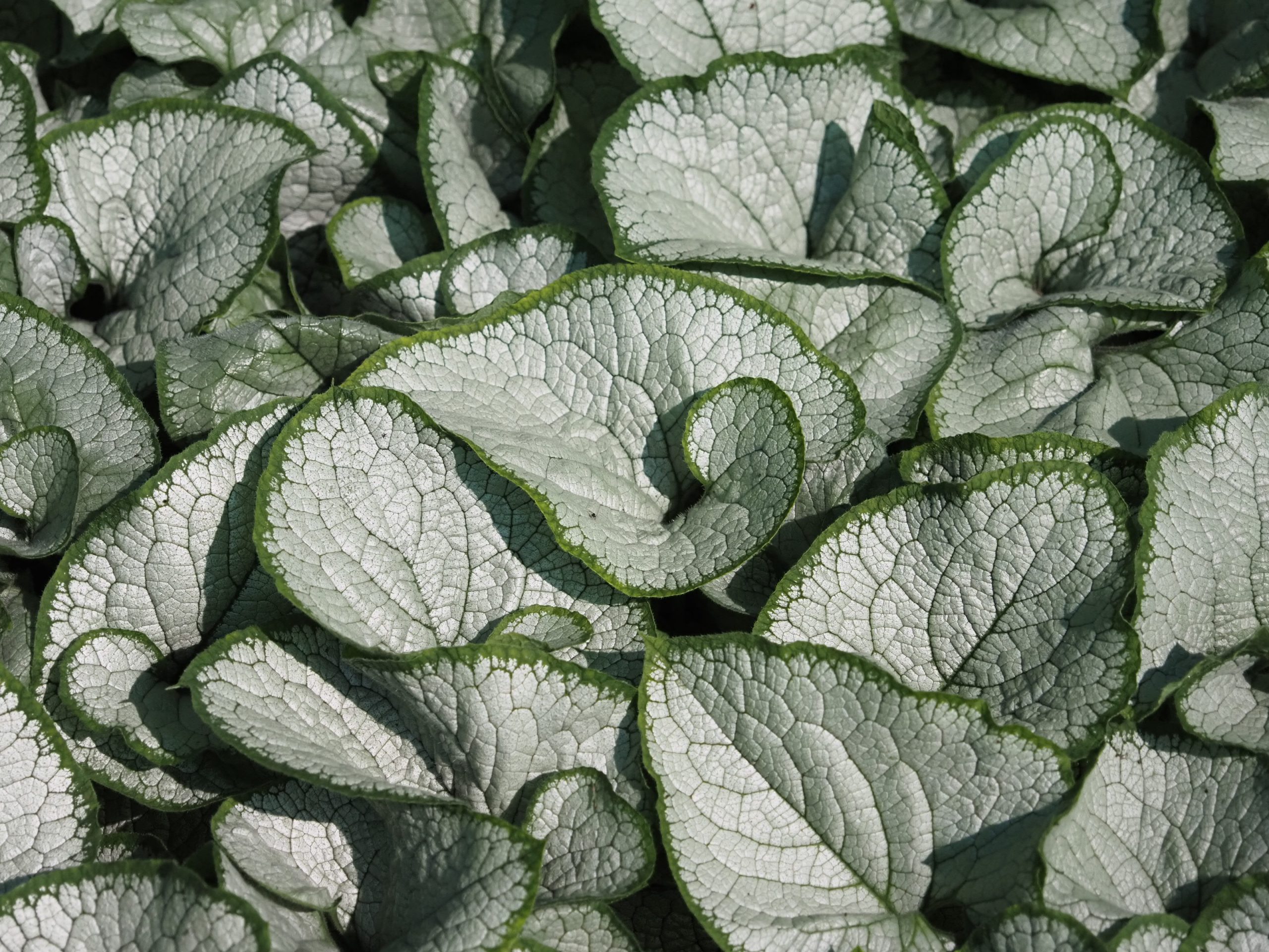 13322_brunnera_macr_silver_heart_BG_003.jpg