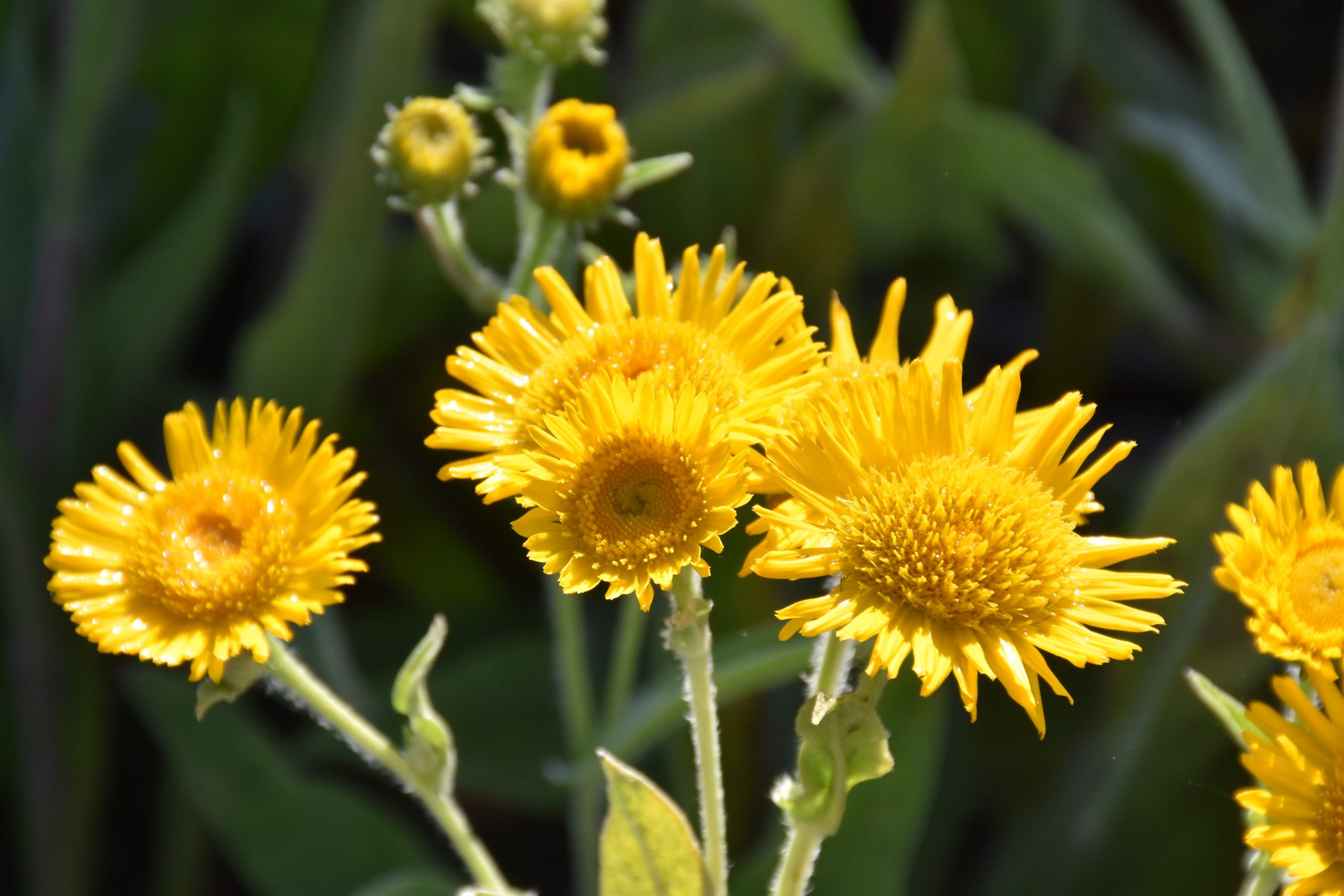 13342_inula_oculus_christi_XS_001.jpg