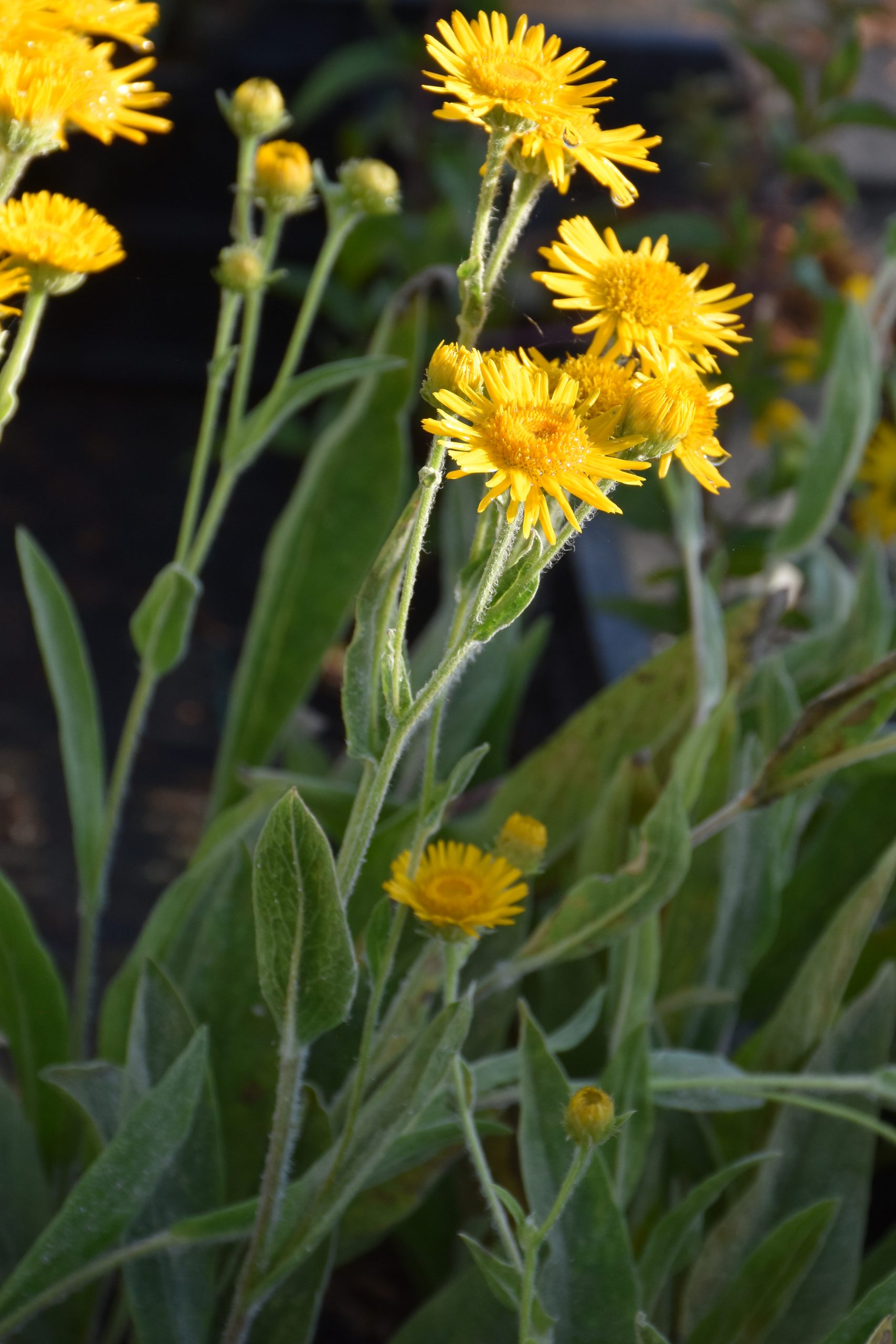 13343_inula_oculus_christi_XS_002.jpg