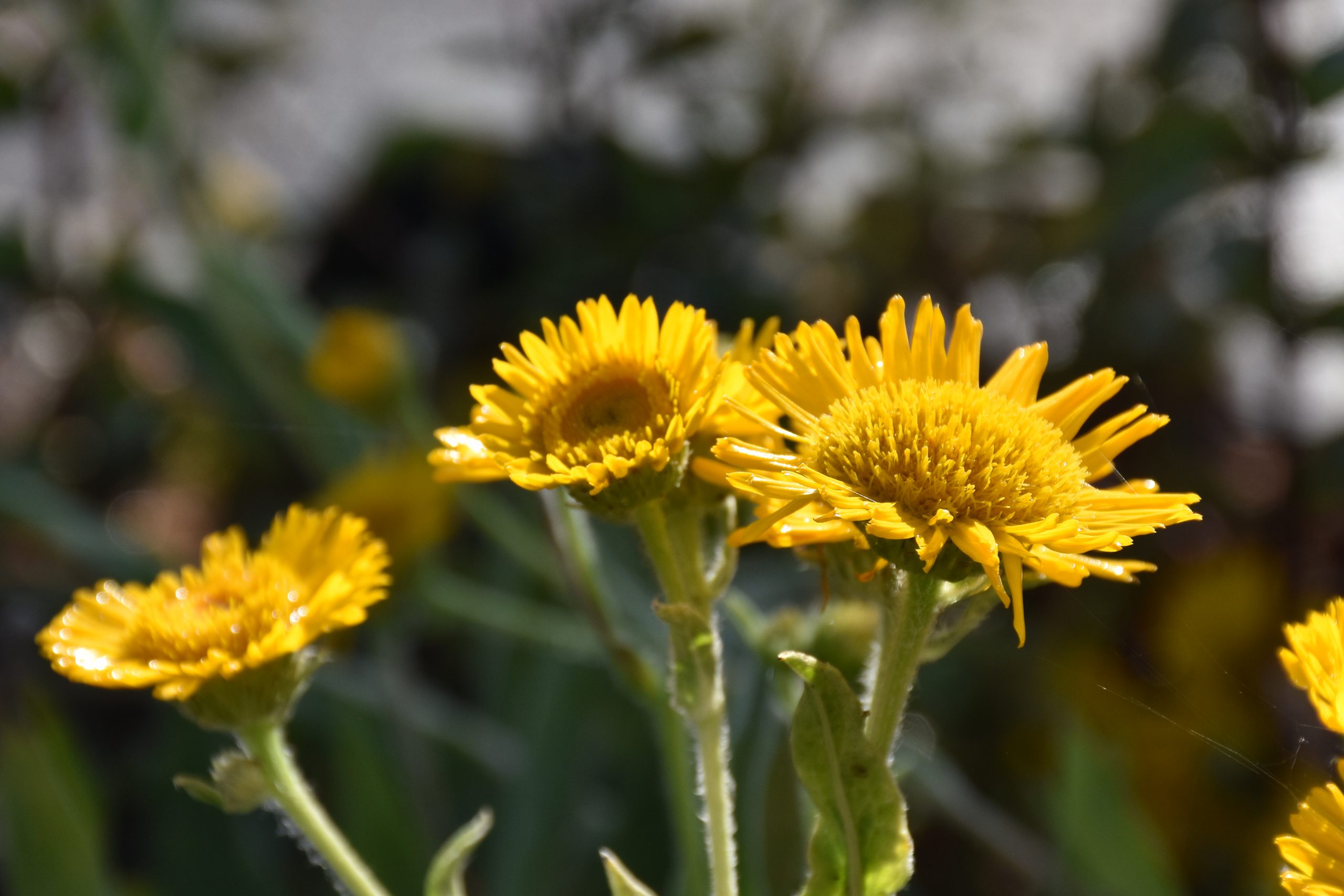13344_inula_oculus_christi_XS_003.jpg