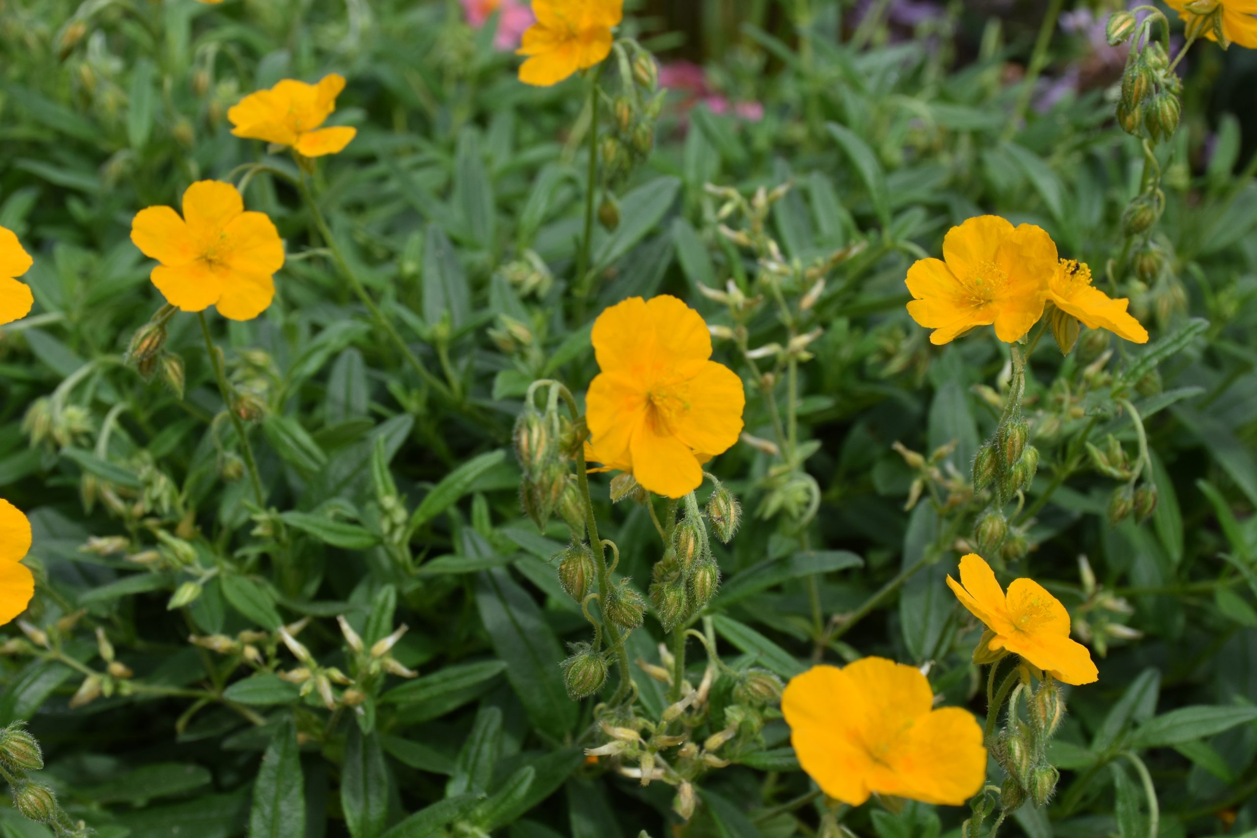 13348_helianthemum_cult_mountain_mango_XS_002.jpg