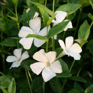 Vinca minor 'Elisa' ®