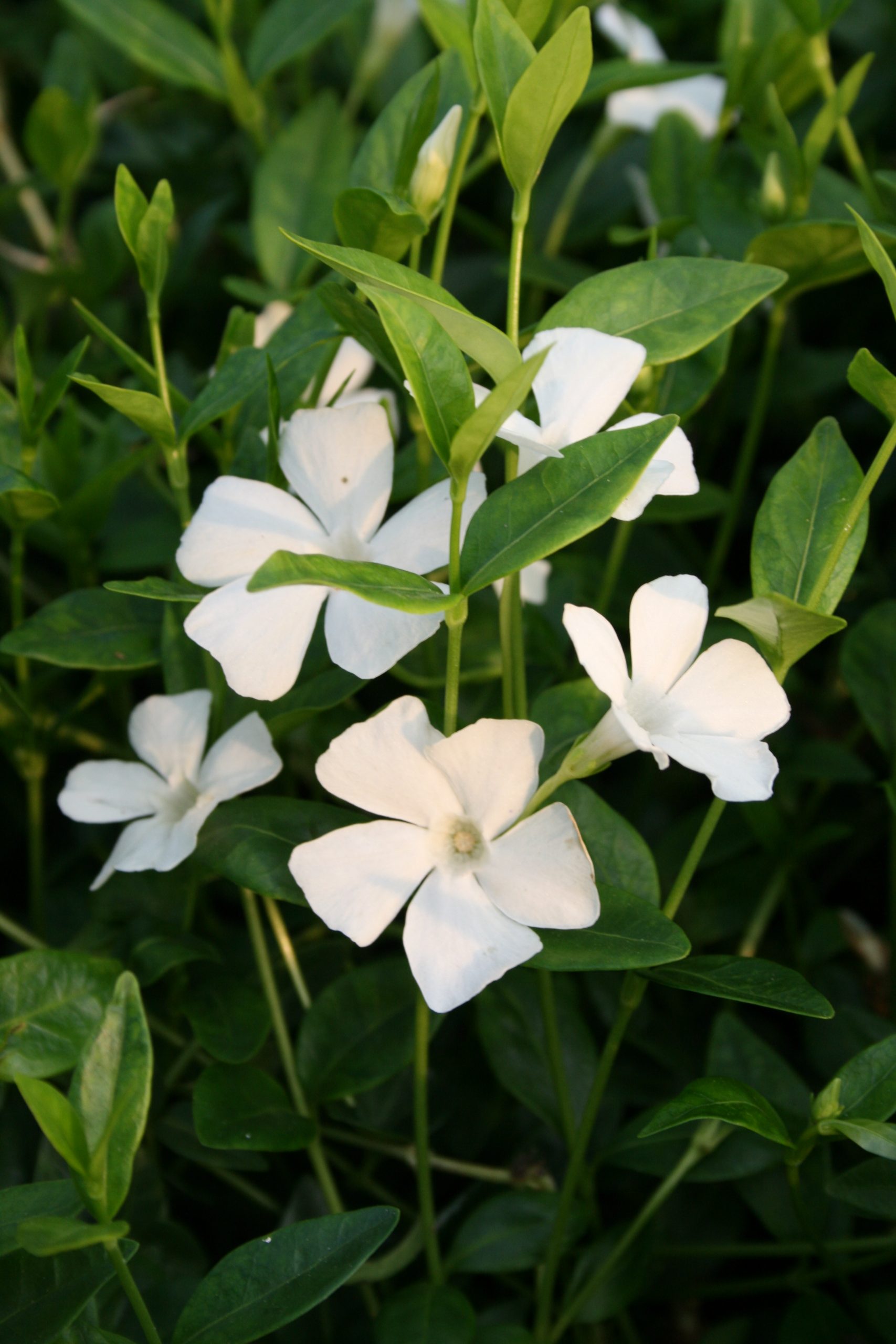 4719_vinca_minor_elisa_SS_001.jpeg