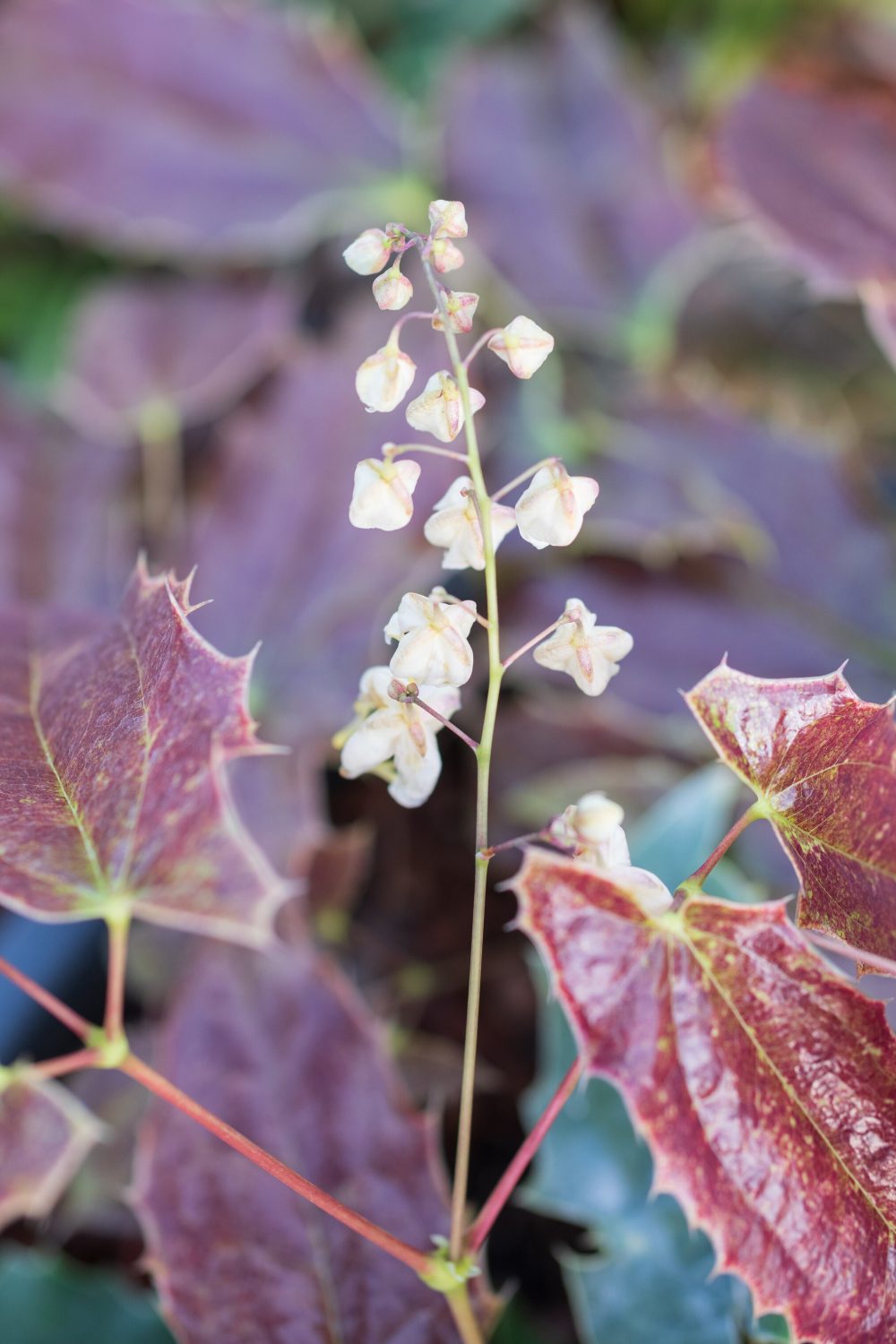 Epimedium wushanense nova 'Spiny Leaves'