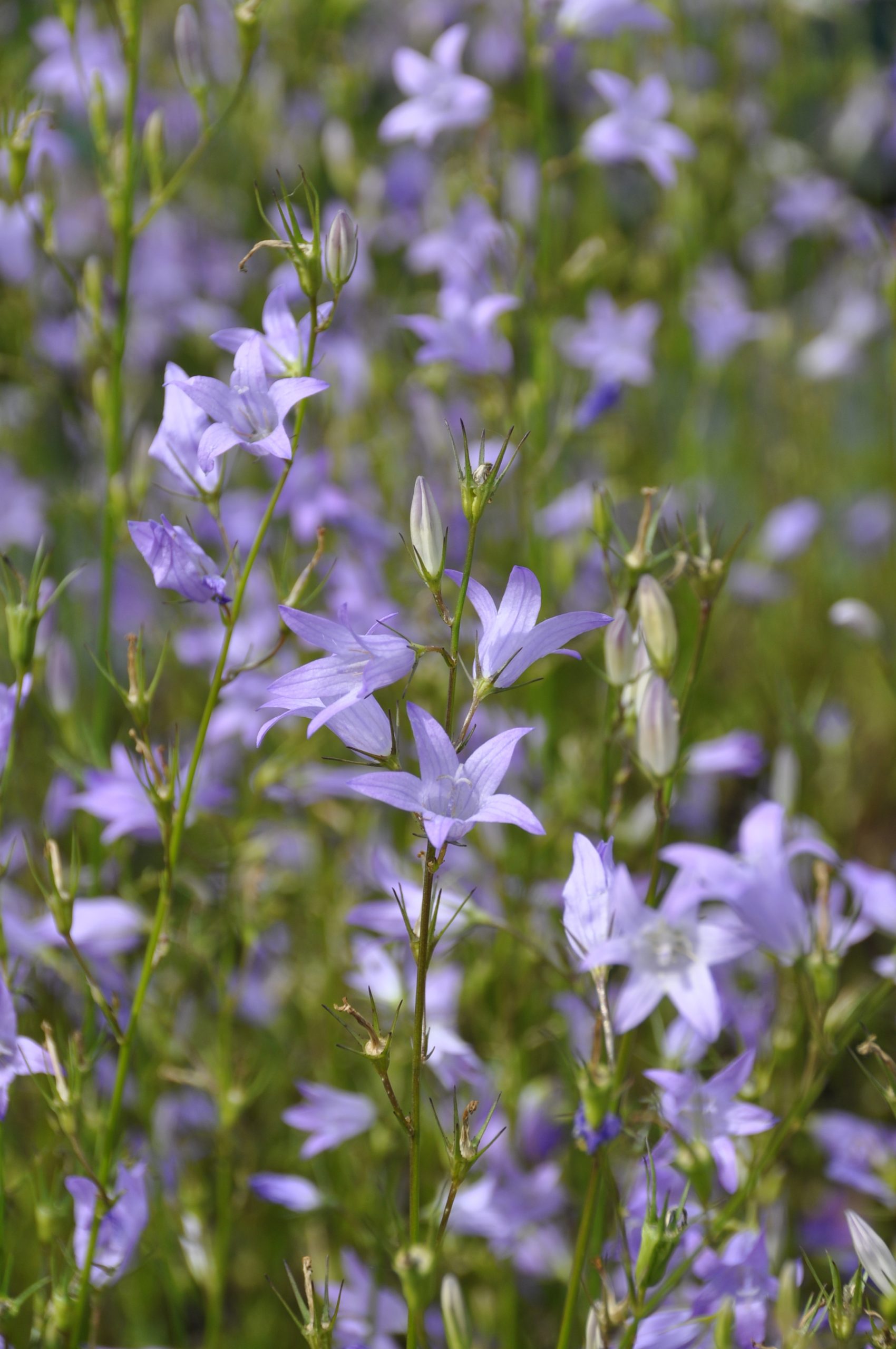 7751_campanula_rapunculus_BG_001.jpg