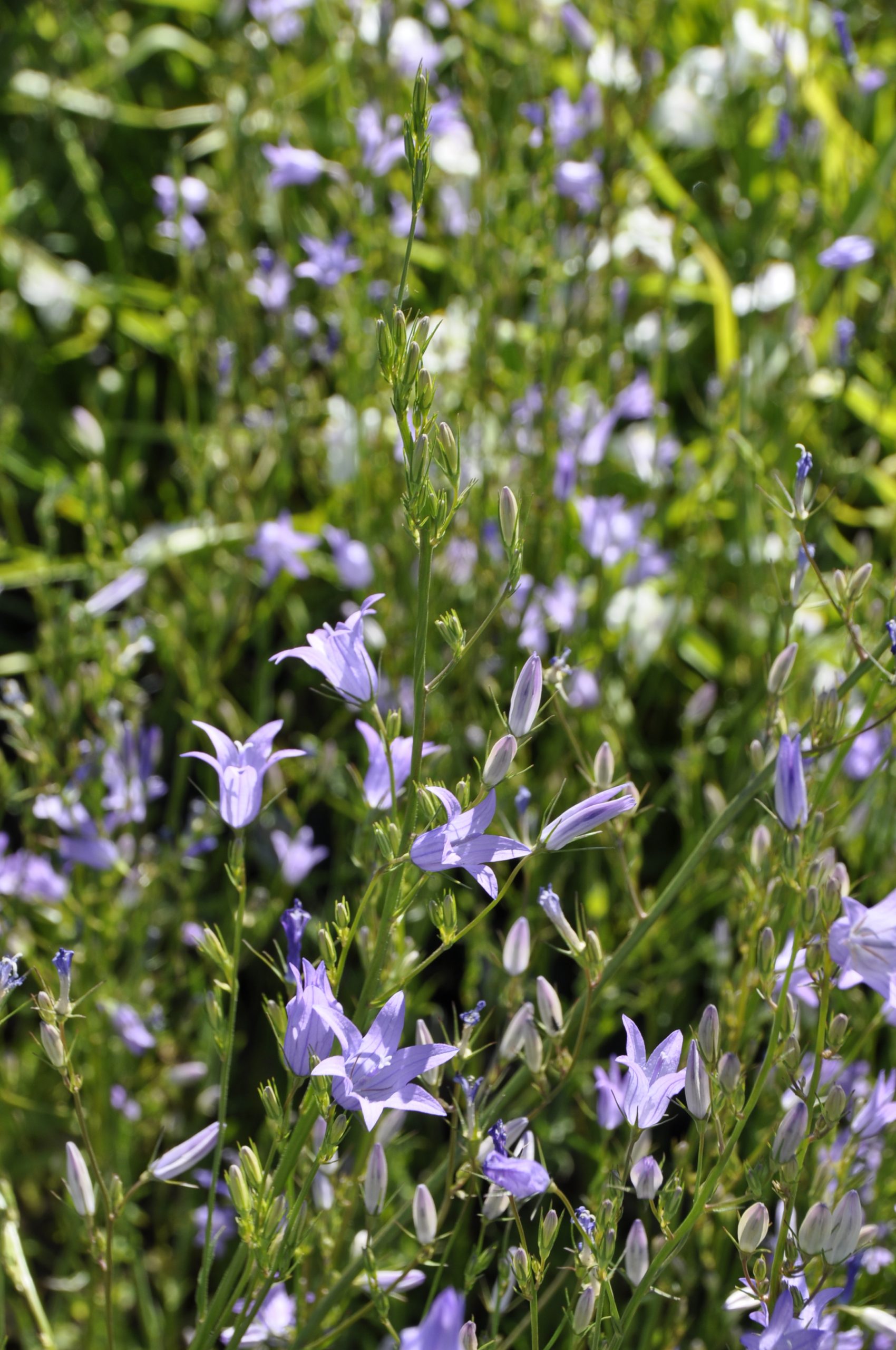 7752_campanula_rapunculus_BG_002.jpg