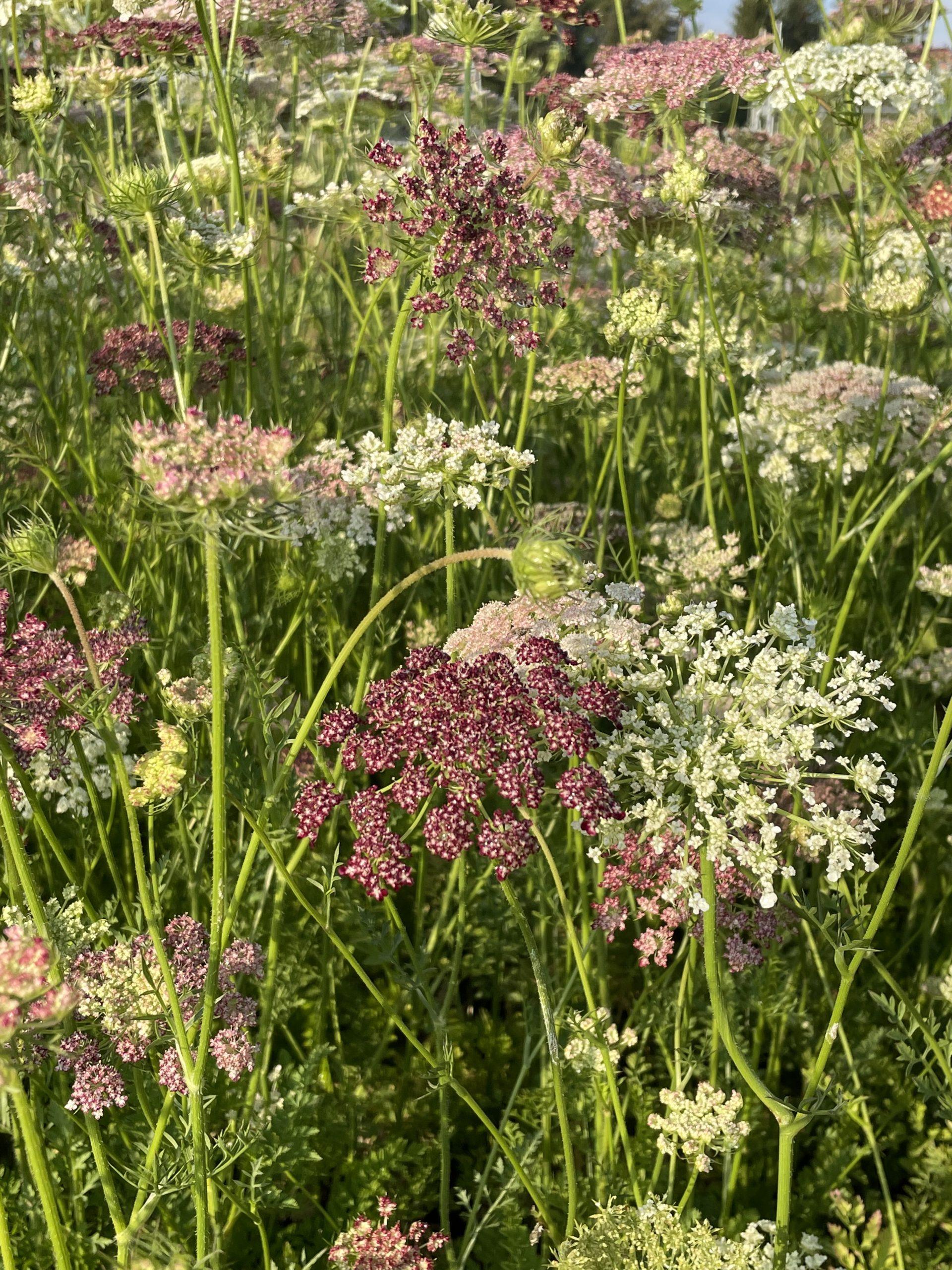 7794_daucus_carota_dara_BG_001.jpg