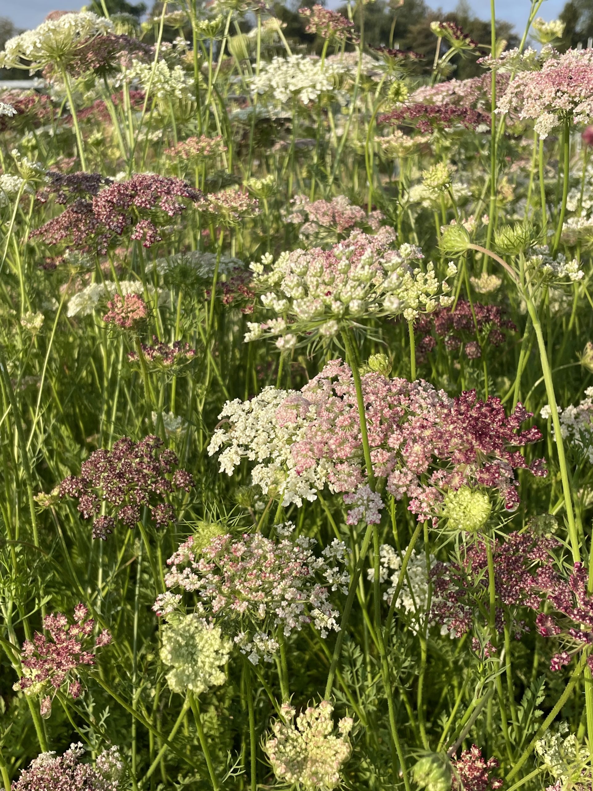 7795_daucus_carota_dara_BG_002.jpg